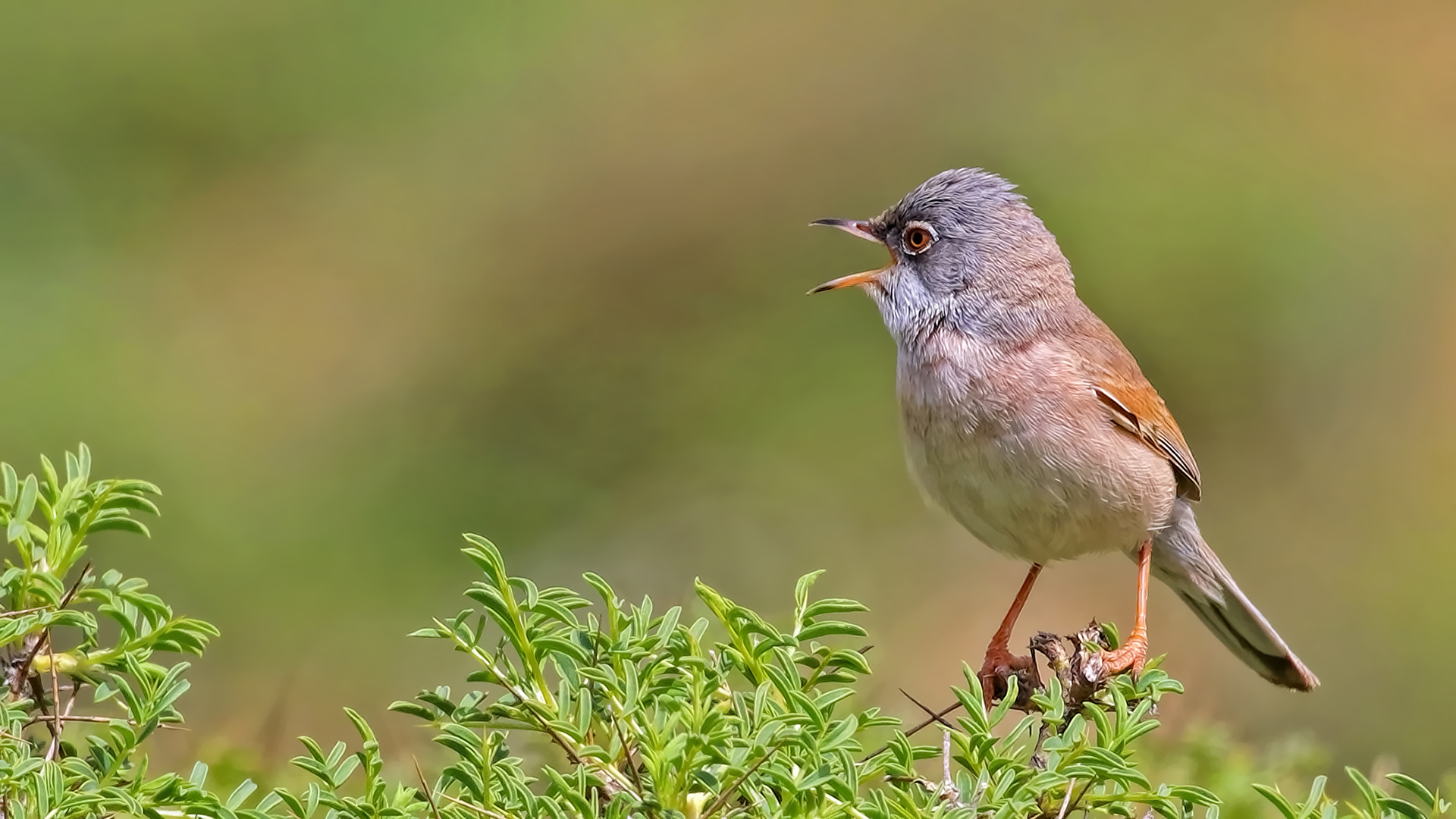 Spectacled Warbler — Ana fotoğraf