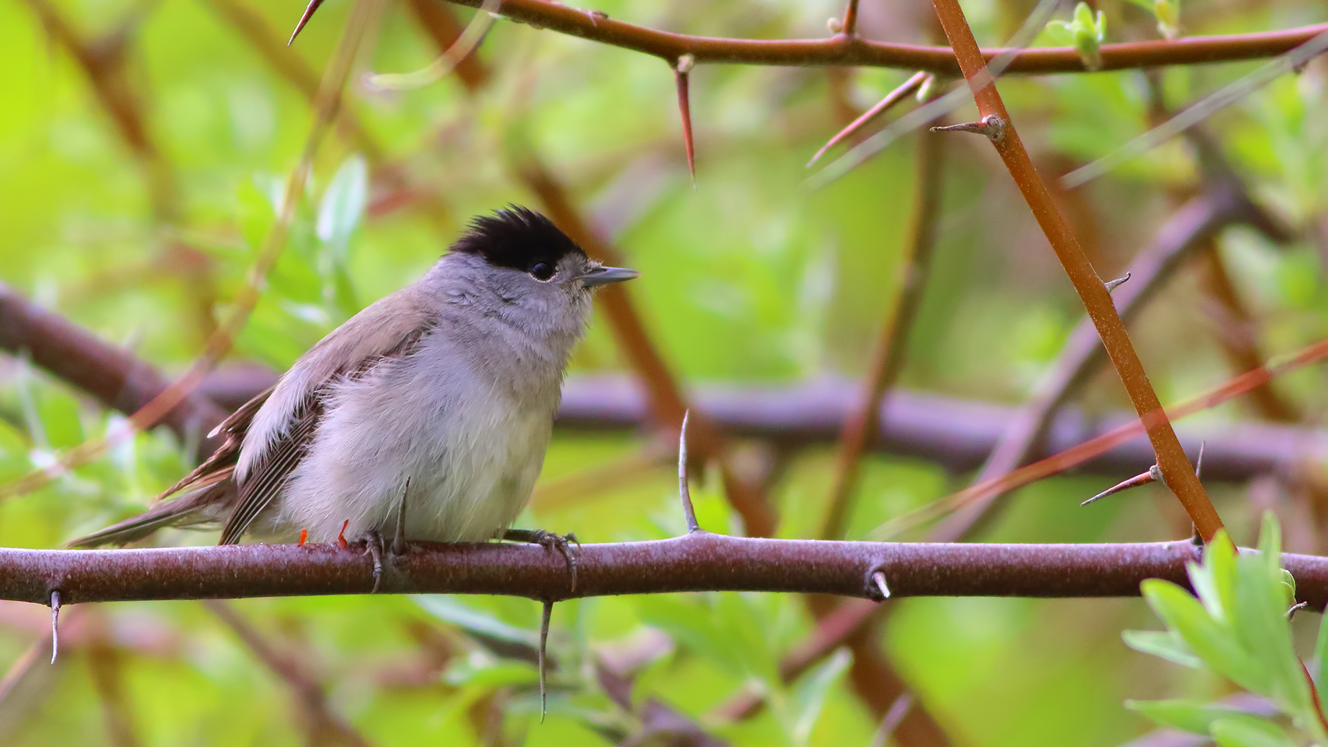 Eurasian Blackcap