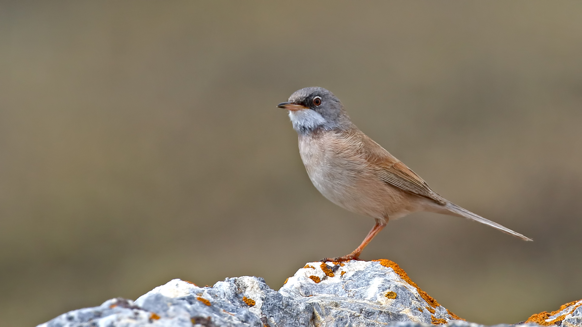 Spectacled Warbler