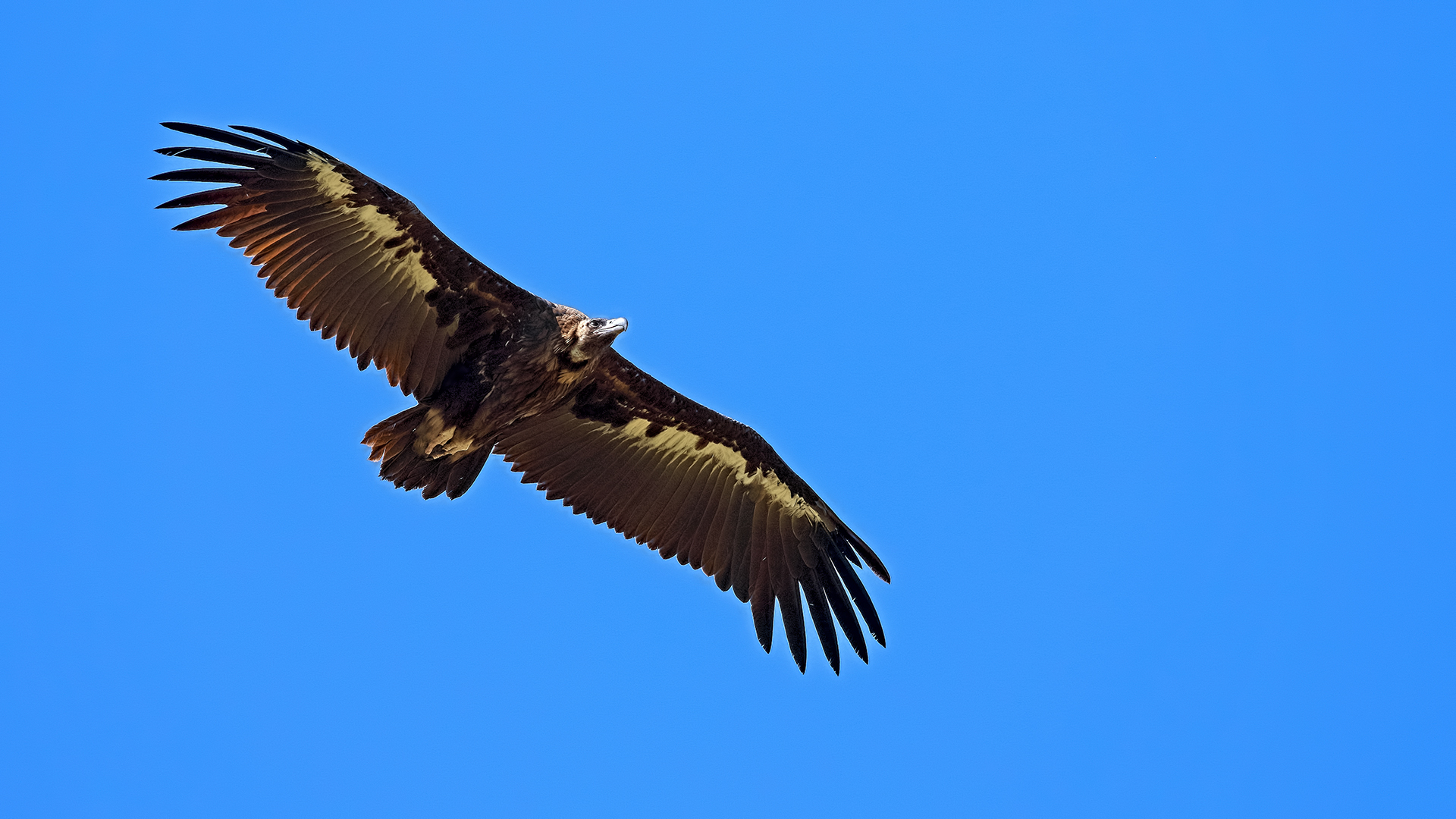 Cinereous Vulture