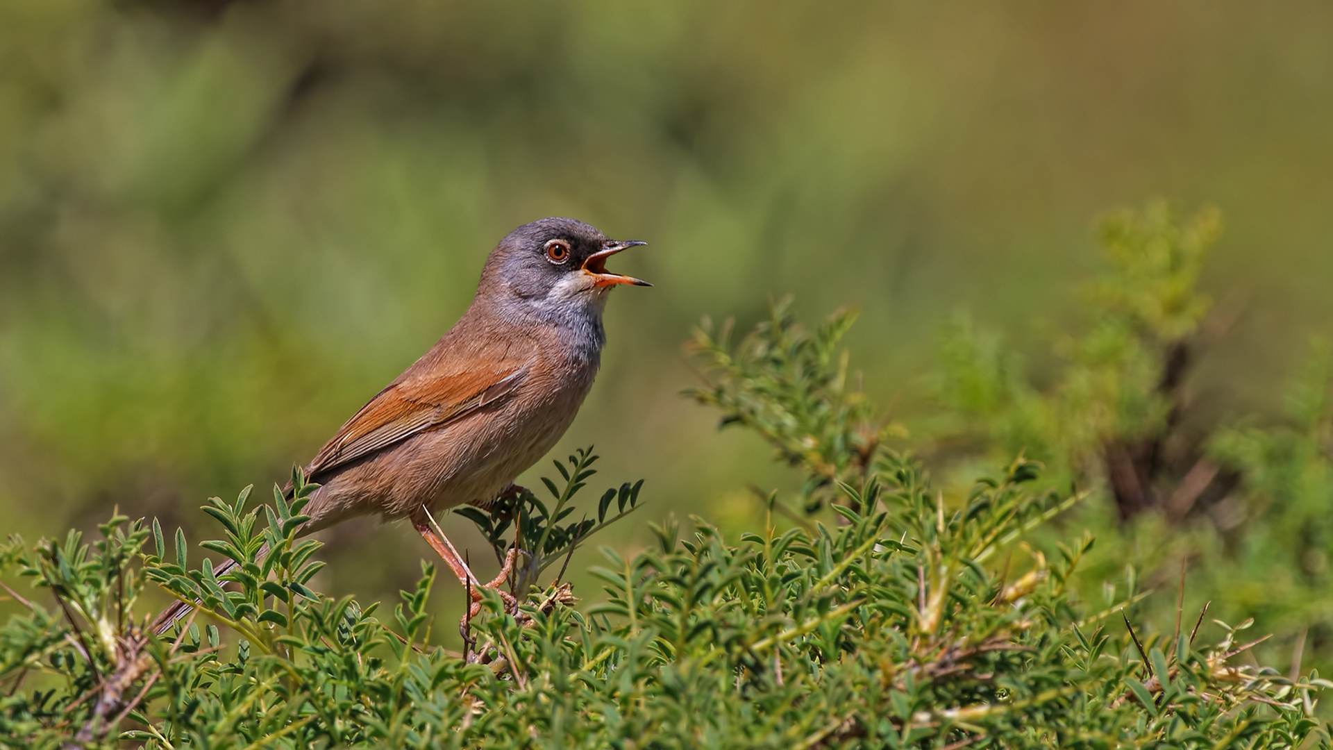 Spectacled Warbler