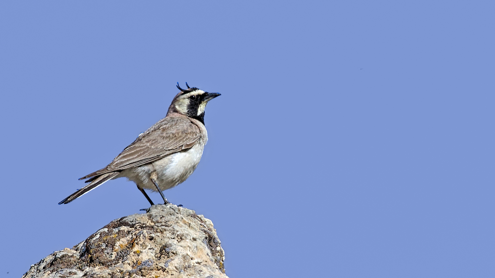 Horned Lark — Ana fotoğraf