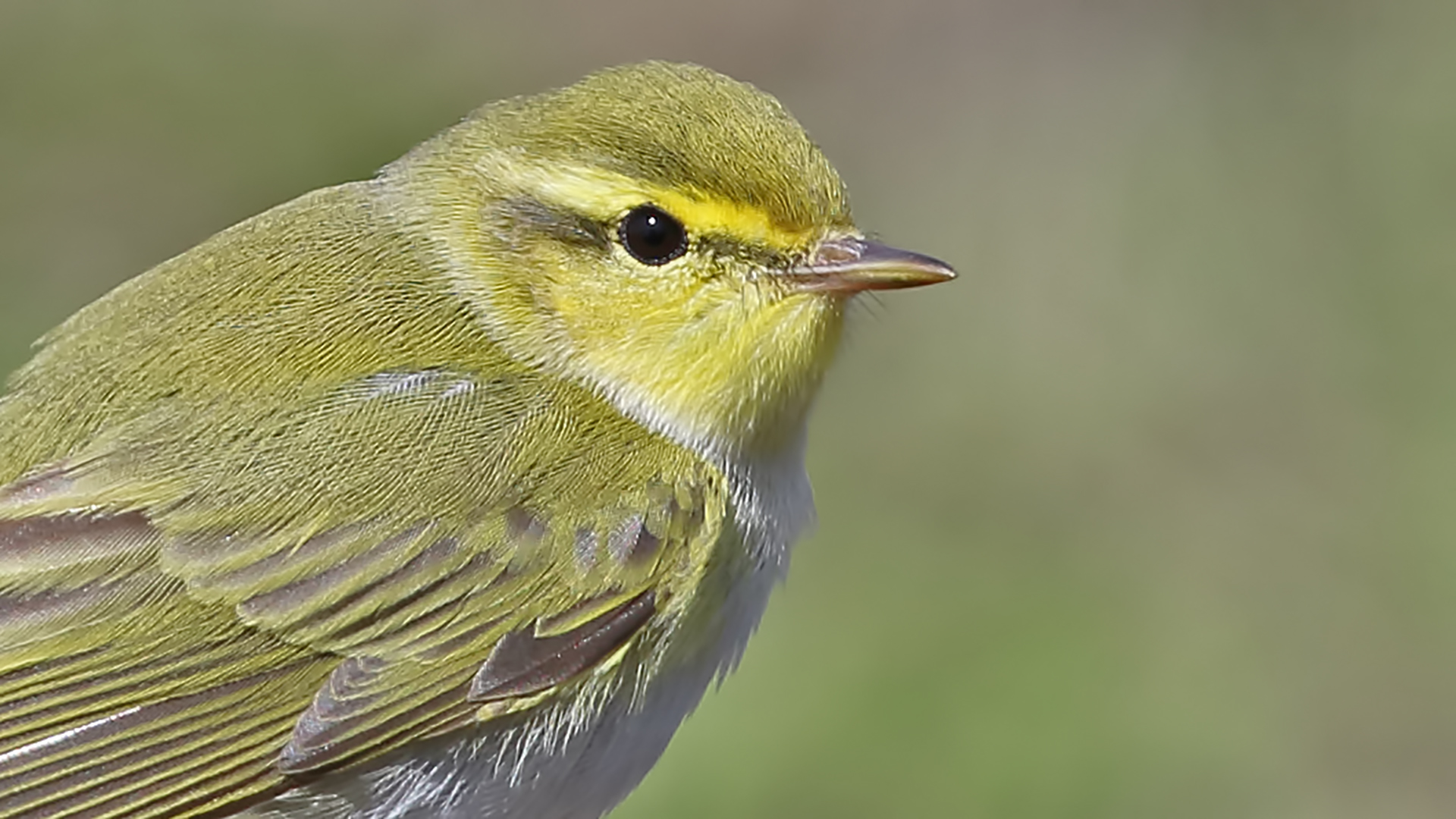 Wood Warbler