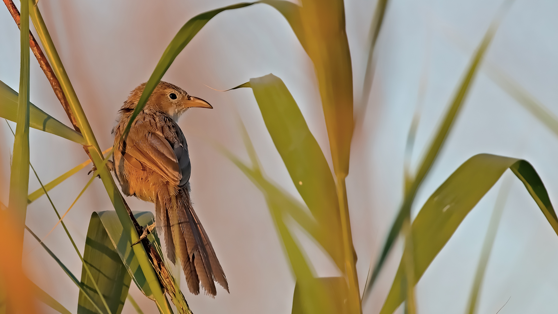 Iraq Babbler