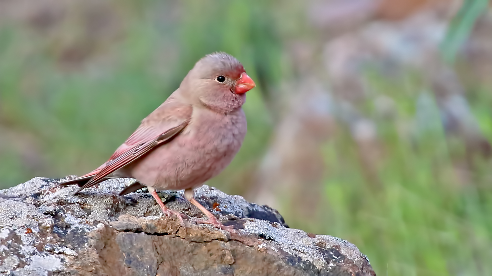 Trumpeter Finch