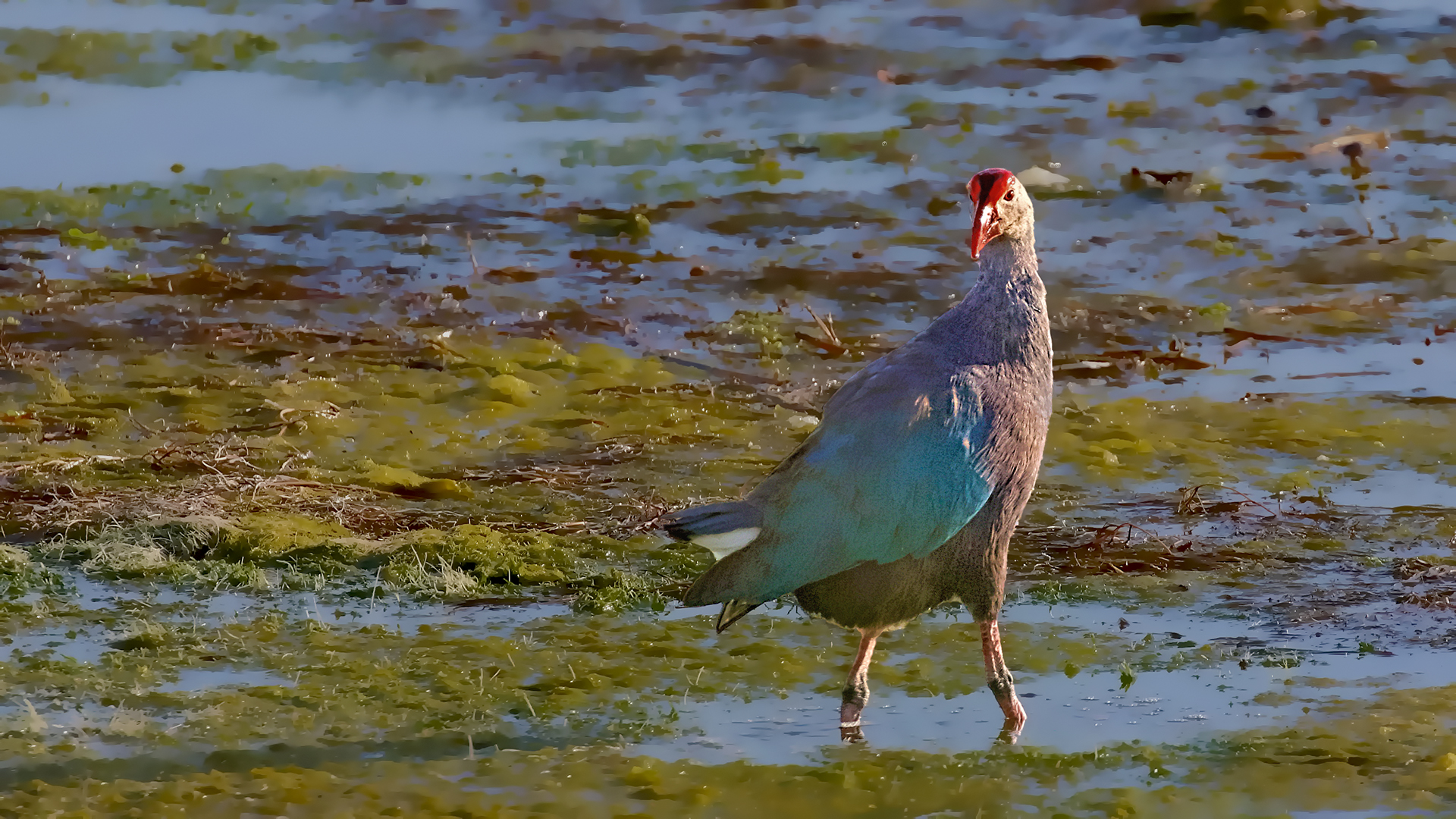 Western Swamphen