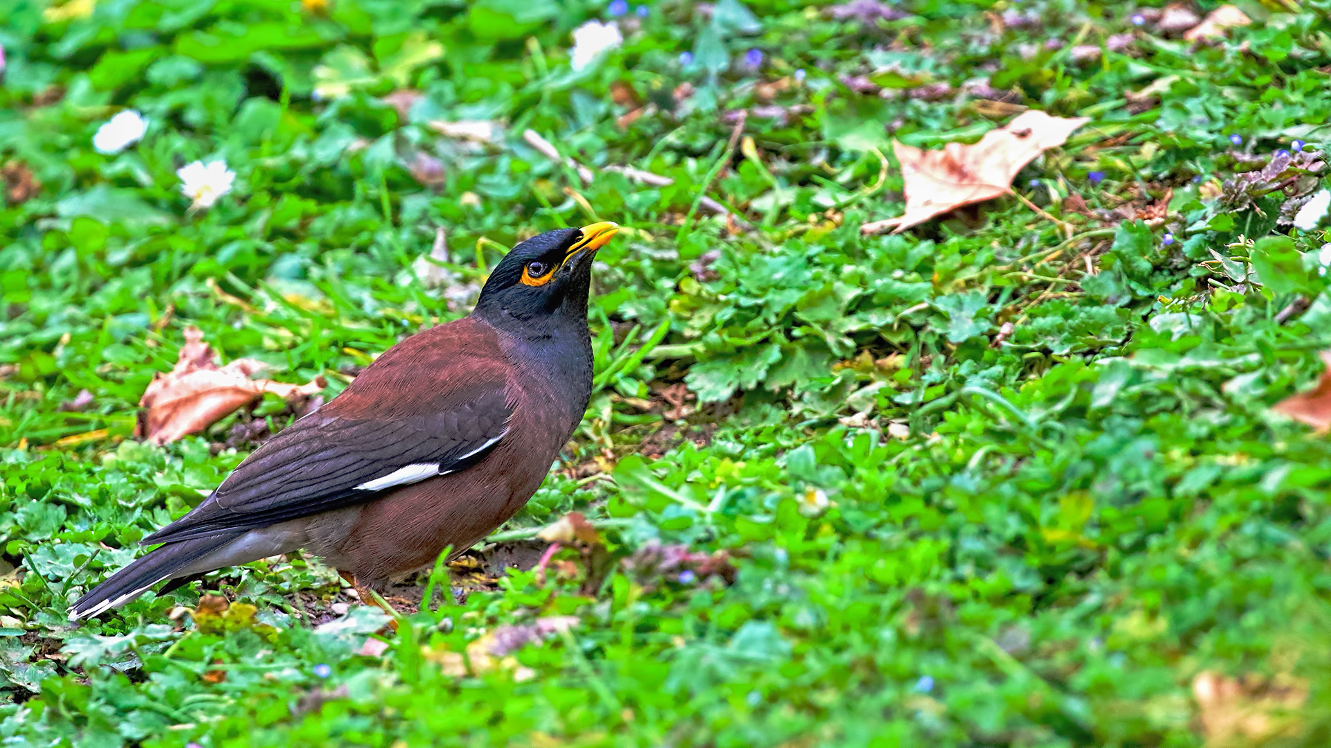 Common Myna