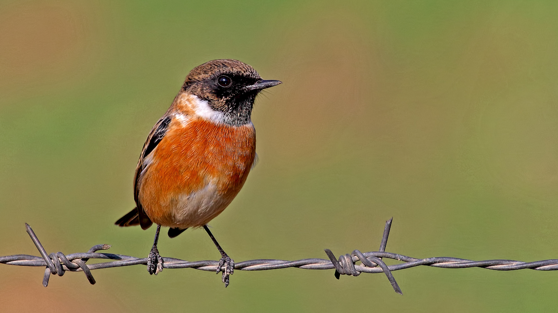 European Stonechat