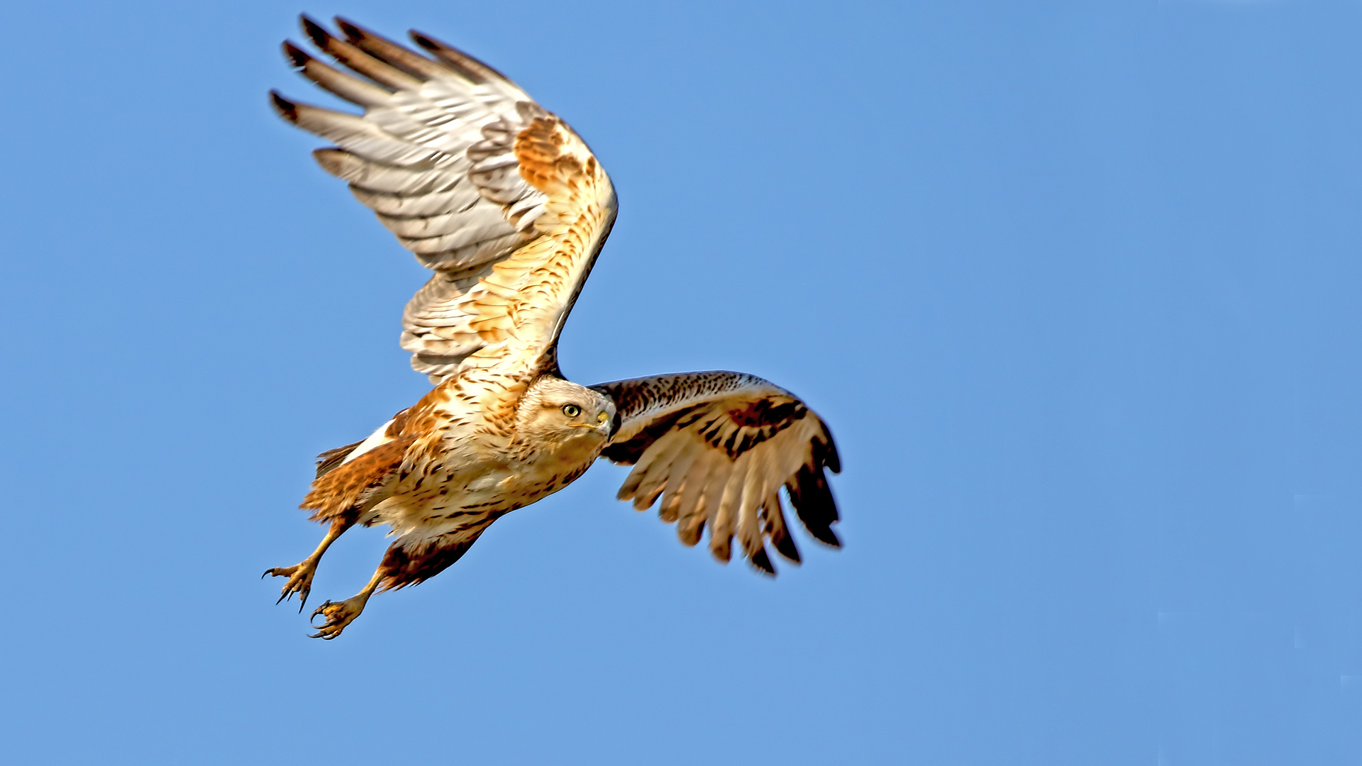 Long-legged Buzzard
