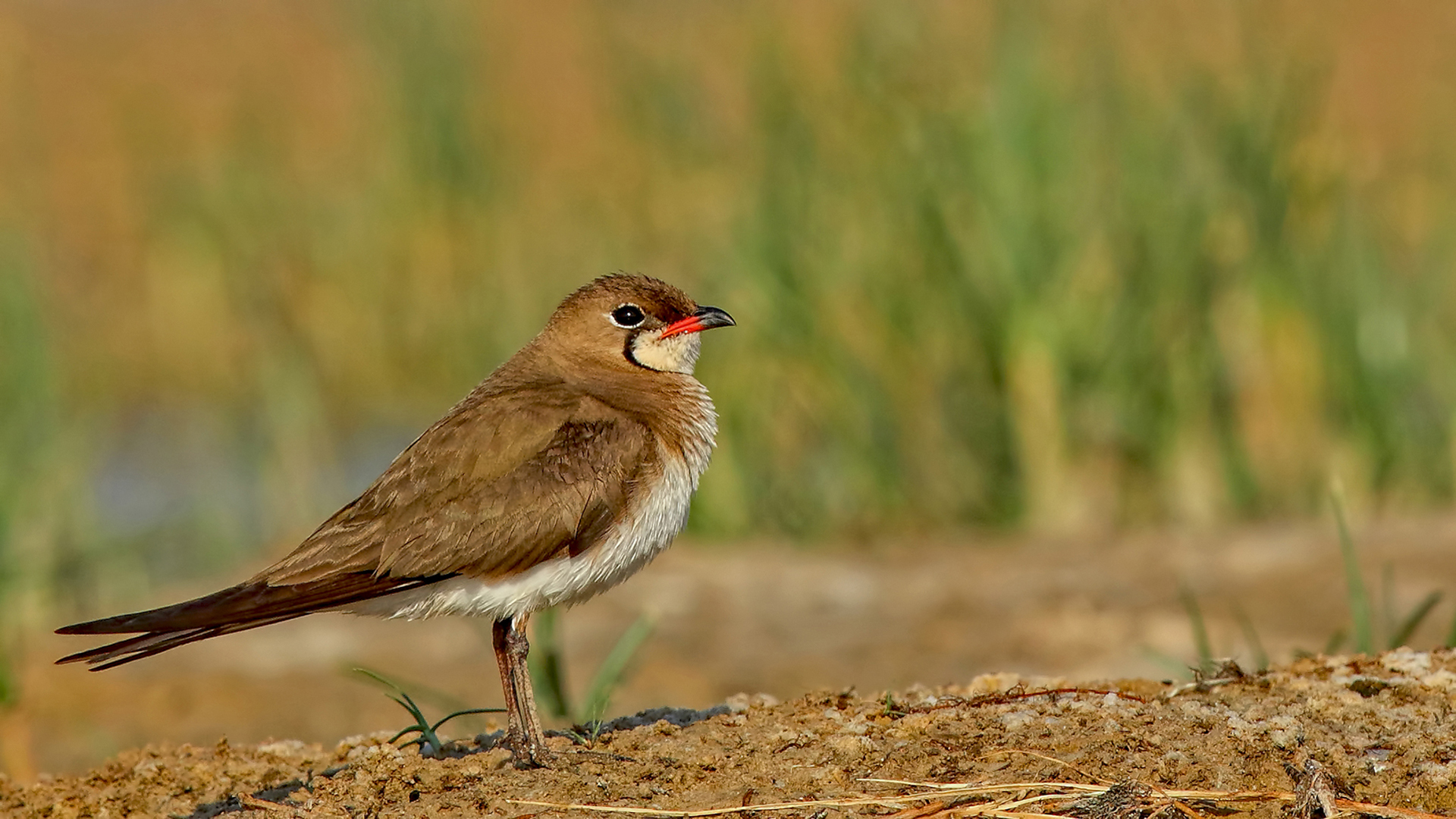 Collared Pratincole