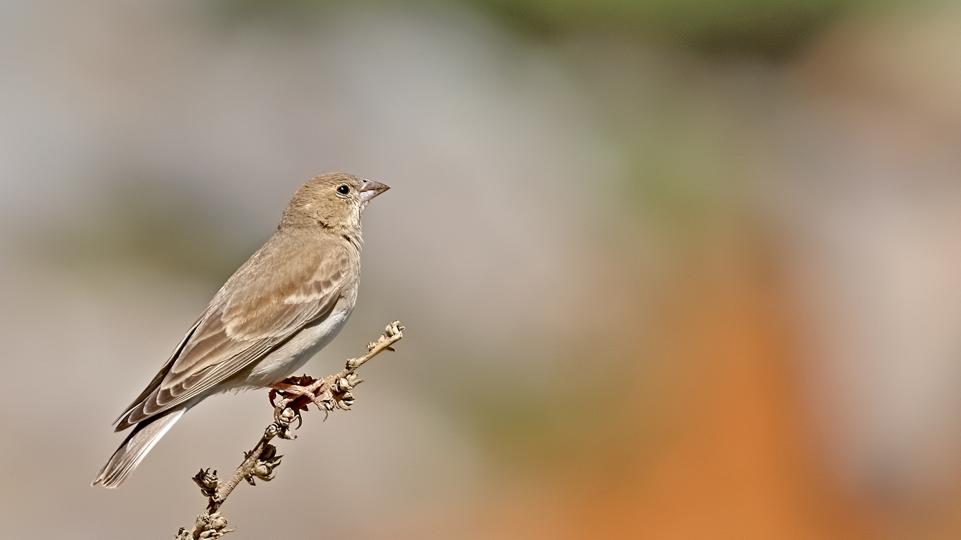 Pale Rockfinch