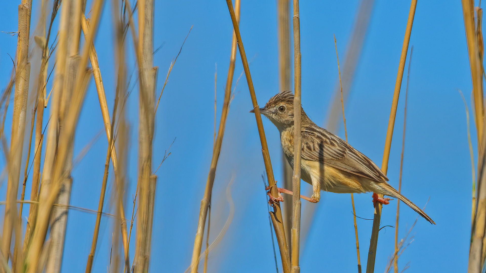 Zitting Cisticola