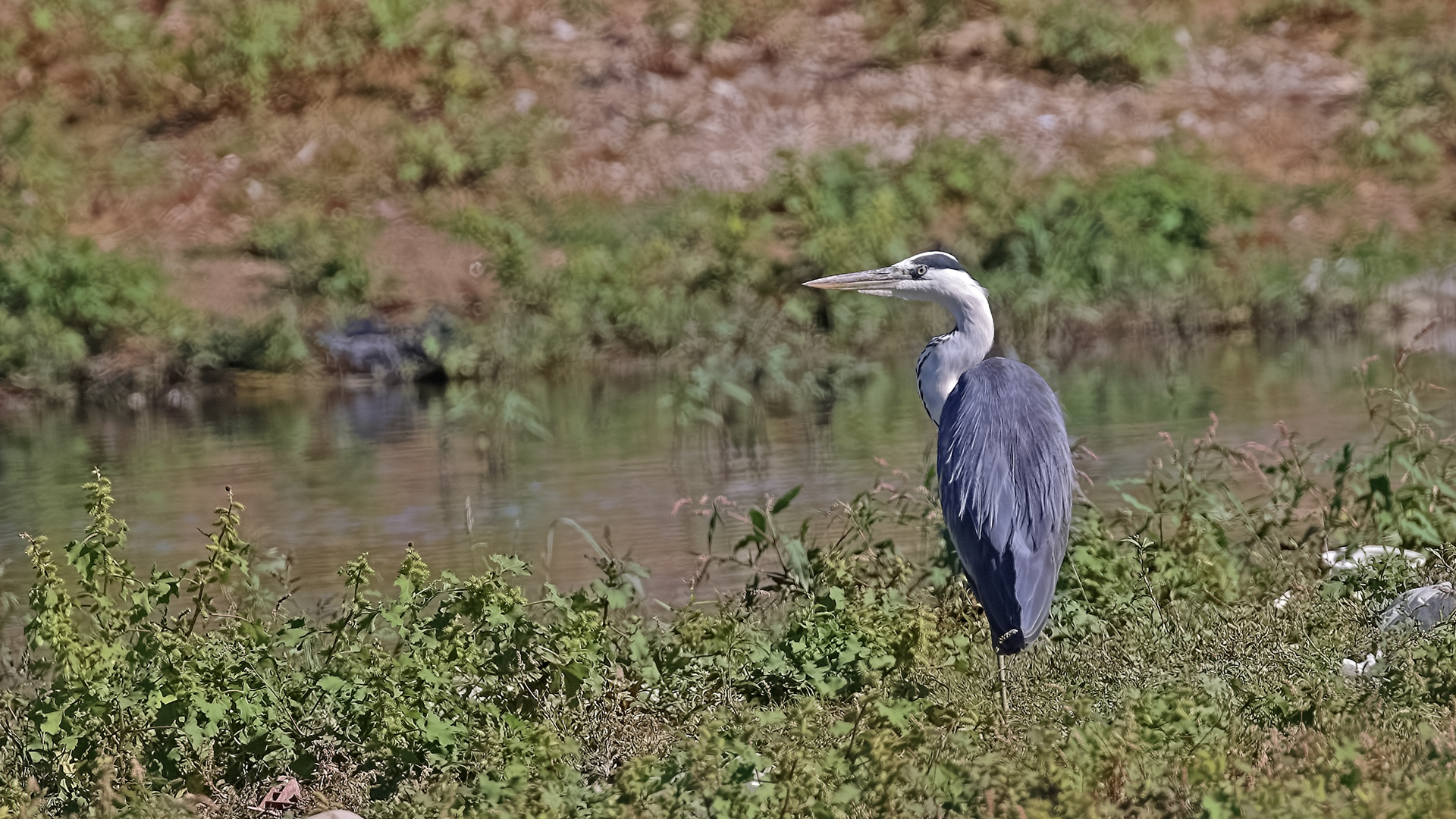 Gray Heron