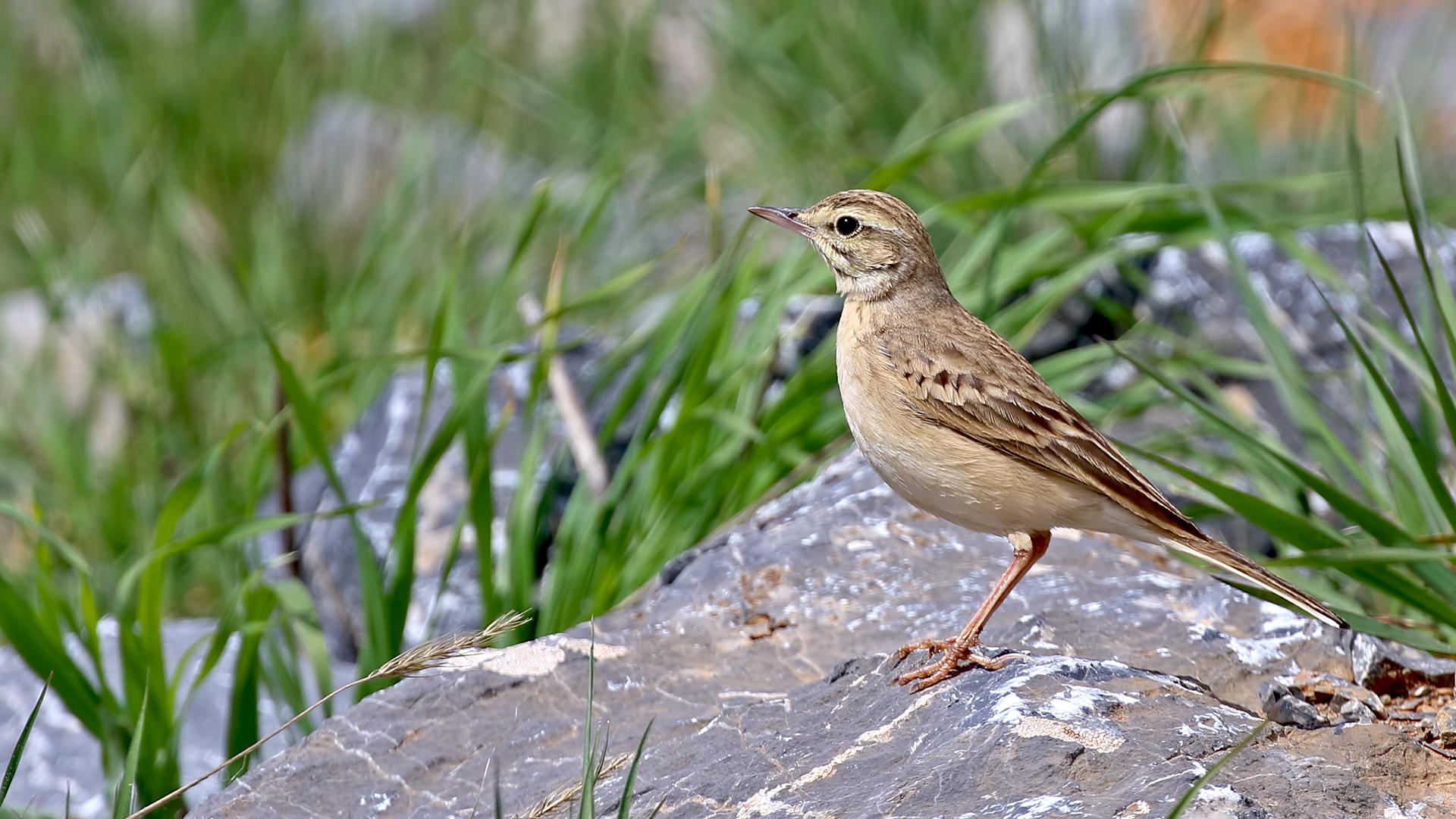 Tawny Pipit