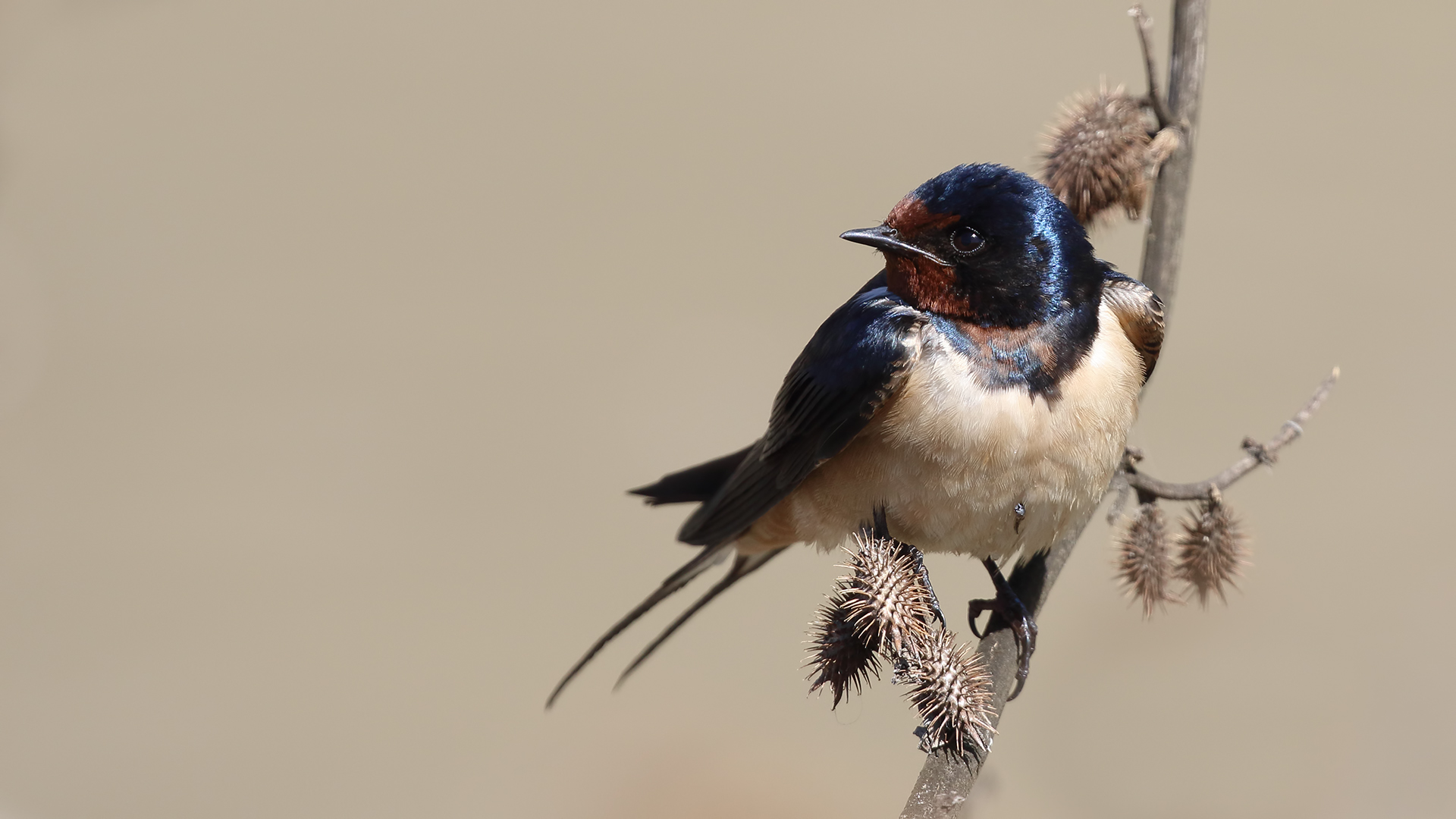 Barn Swallow