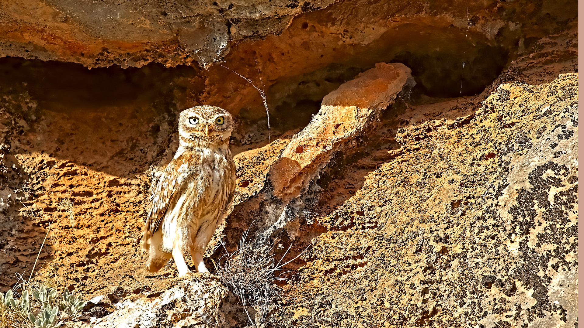 Little Owl