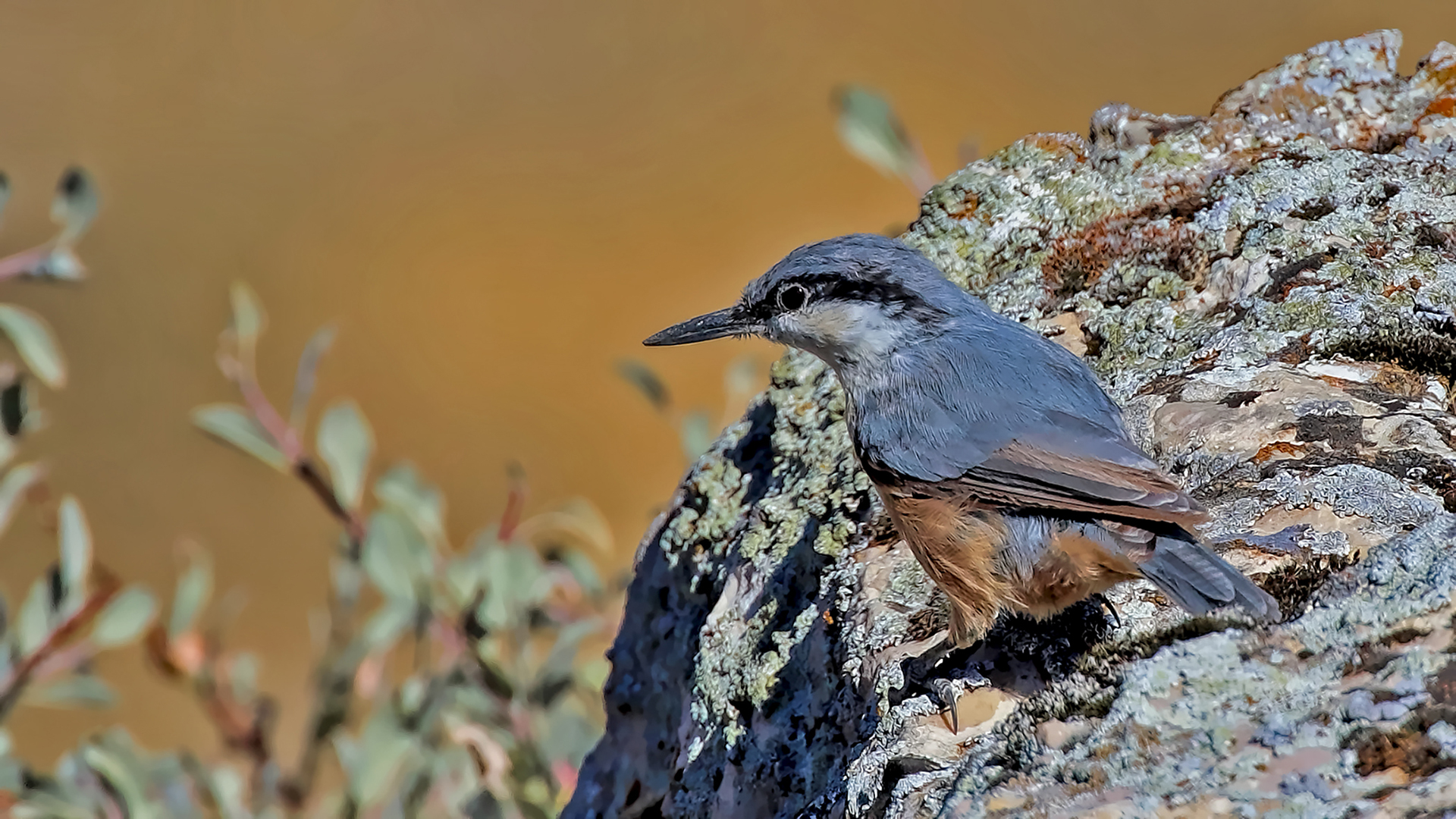 Eastern Rock Nuthatch