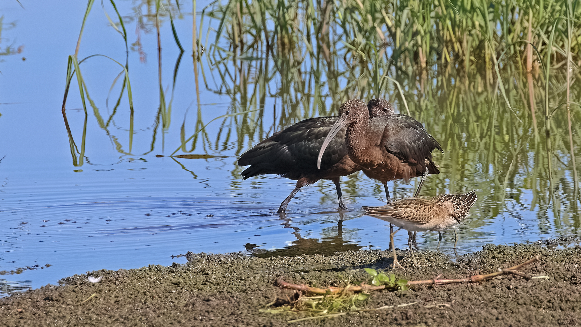Glossy Ibis