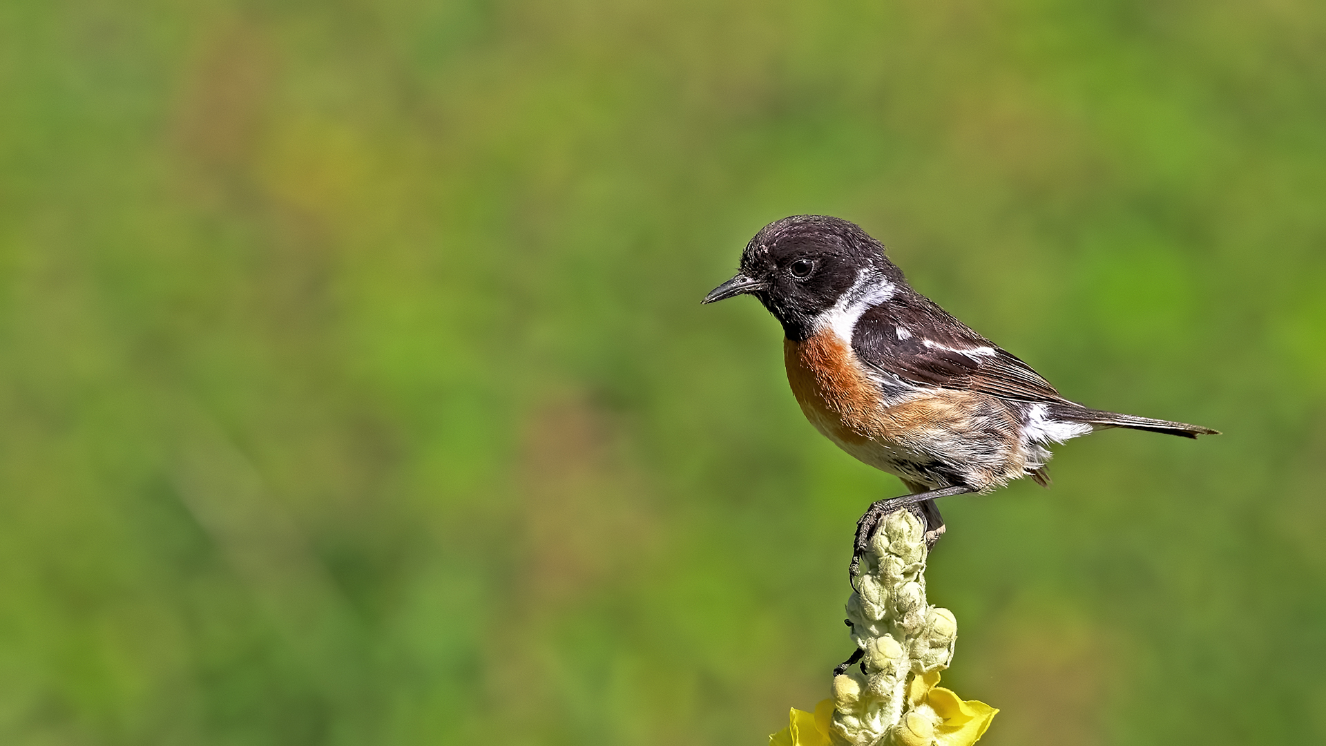 European Stonechat