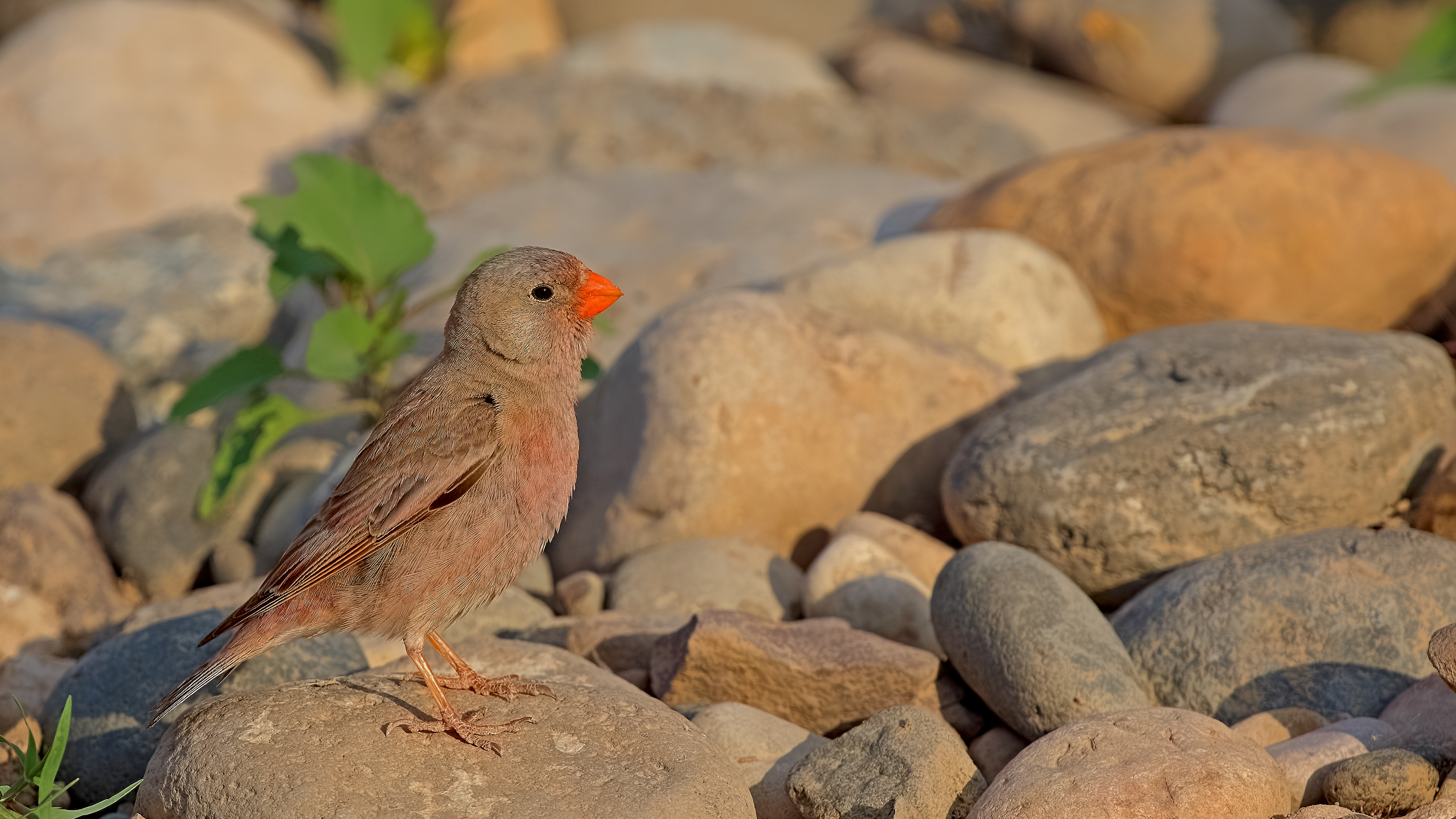 Trumpeter Finch