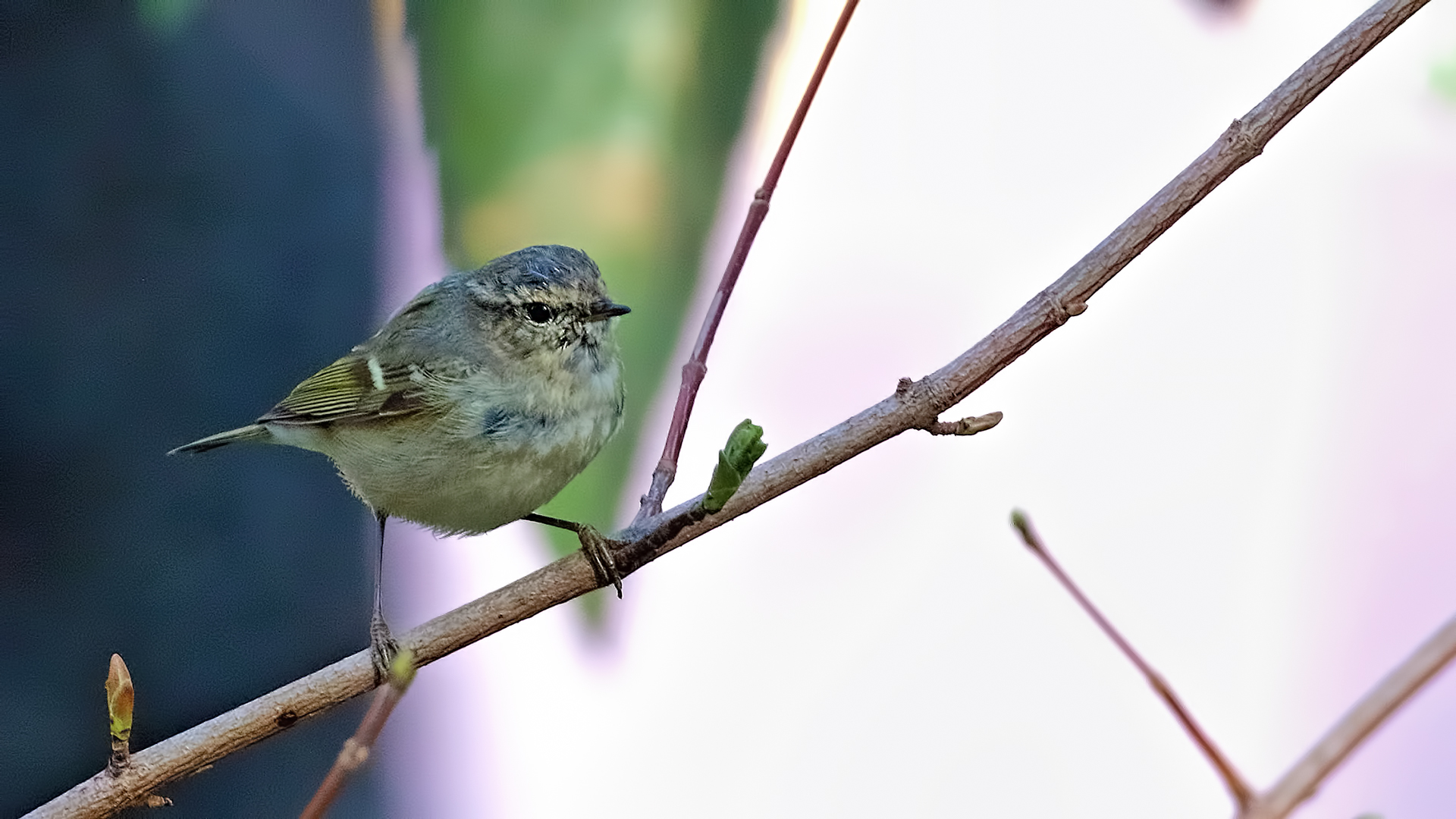Hume's Warbler — Ana fotoğraf