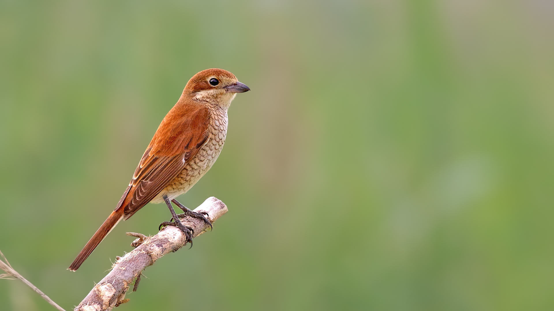 Red-backed Shrike