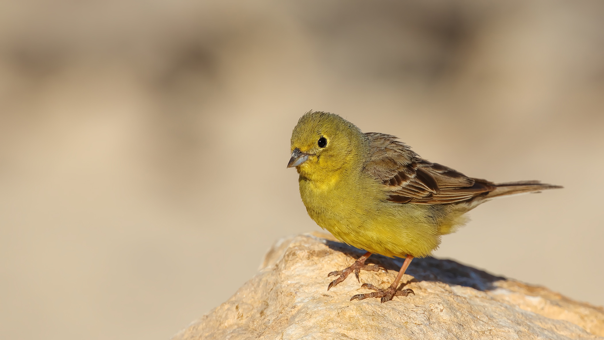 Cinereous Bunting — Ana fotoğraf