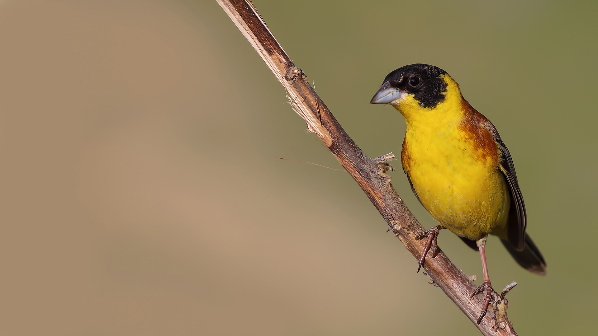 Black-headed Bunting