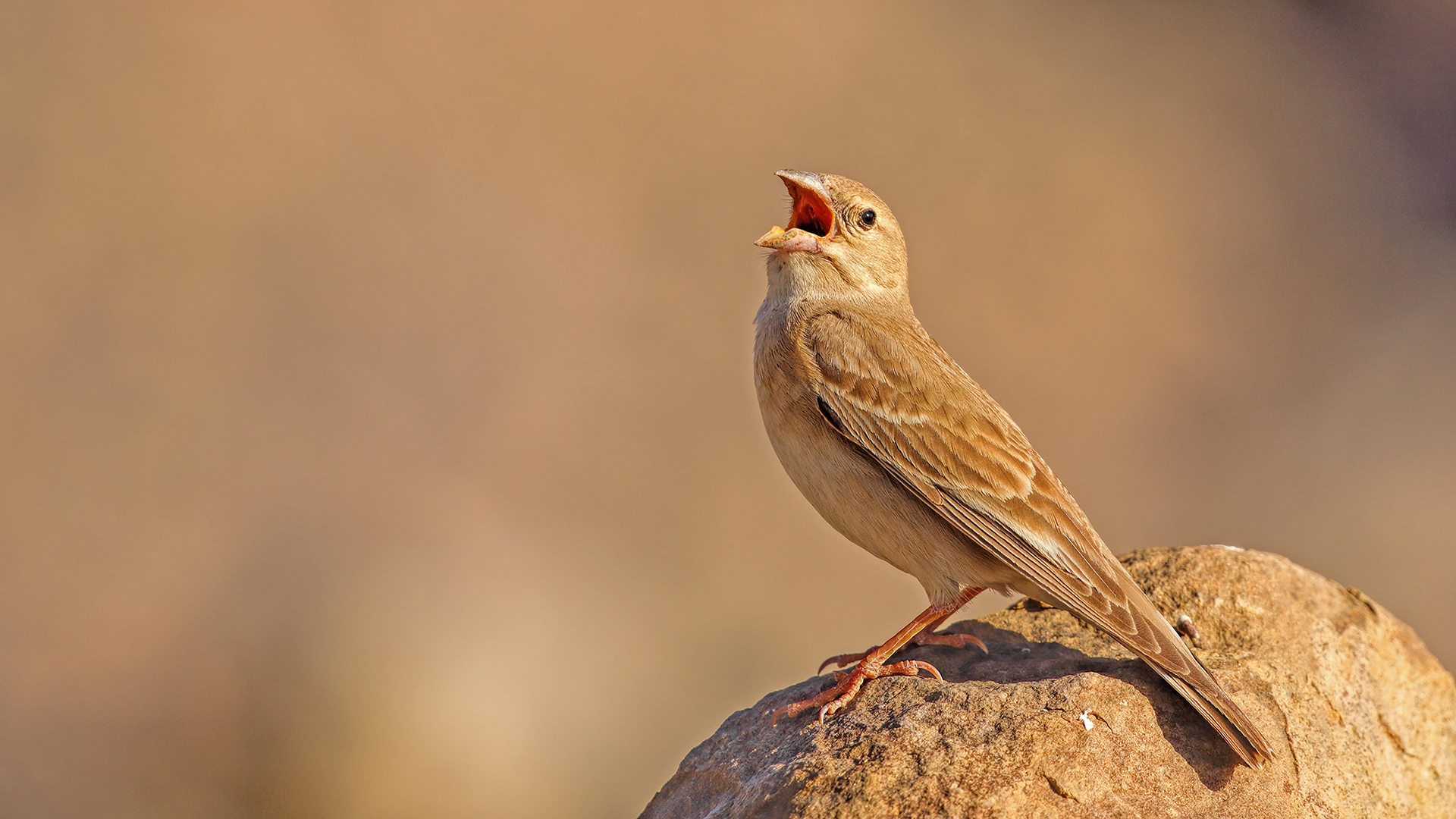 Pale Rockfinch — Ana fotoğraf