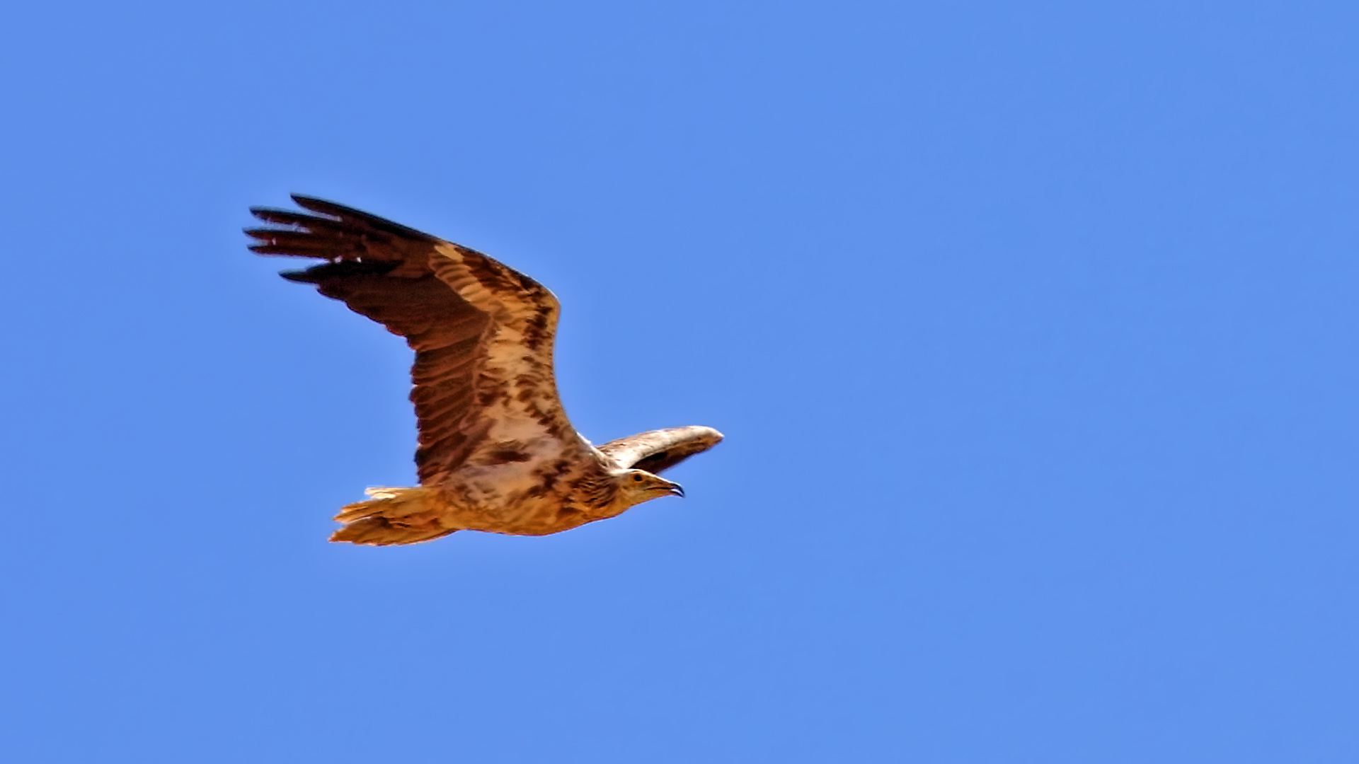 Egyptian Vulture — Ana fotoğraf