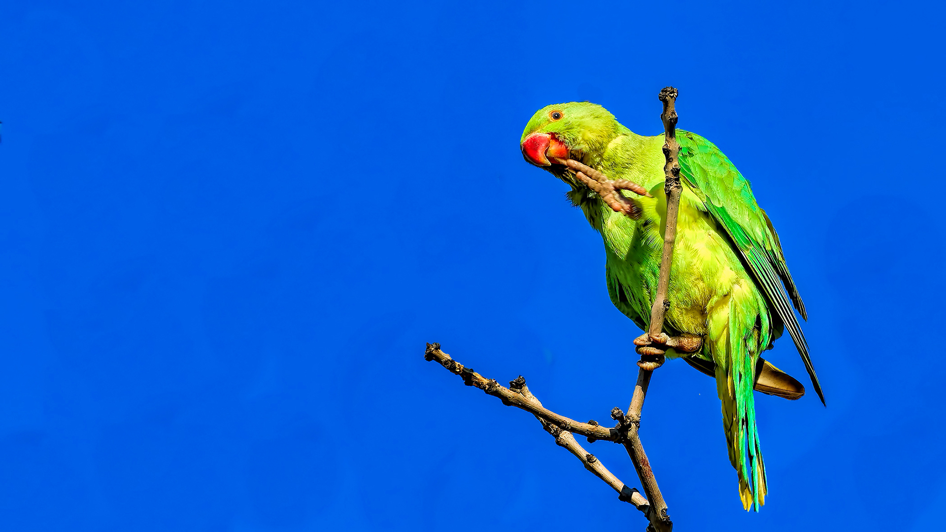 Rose-ringed Parakeet