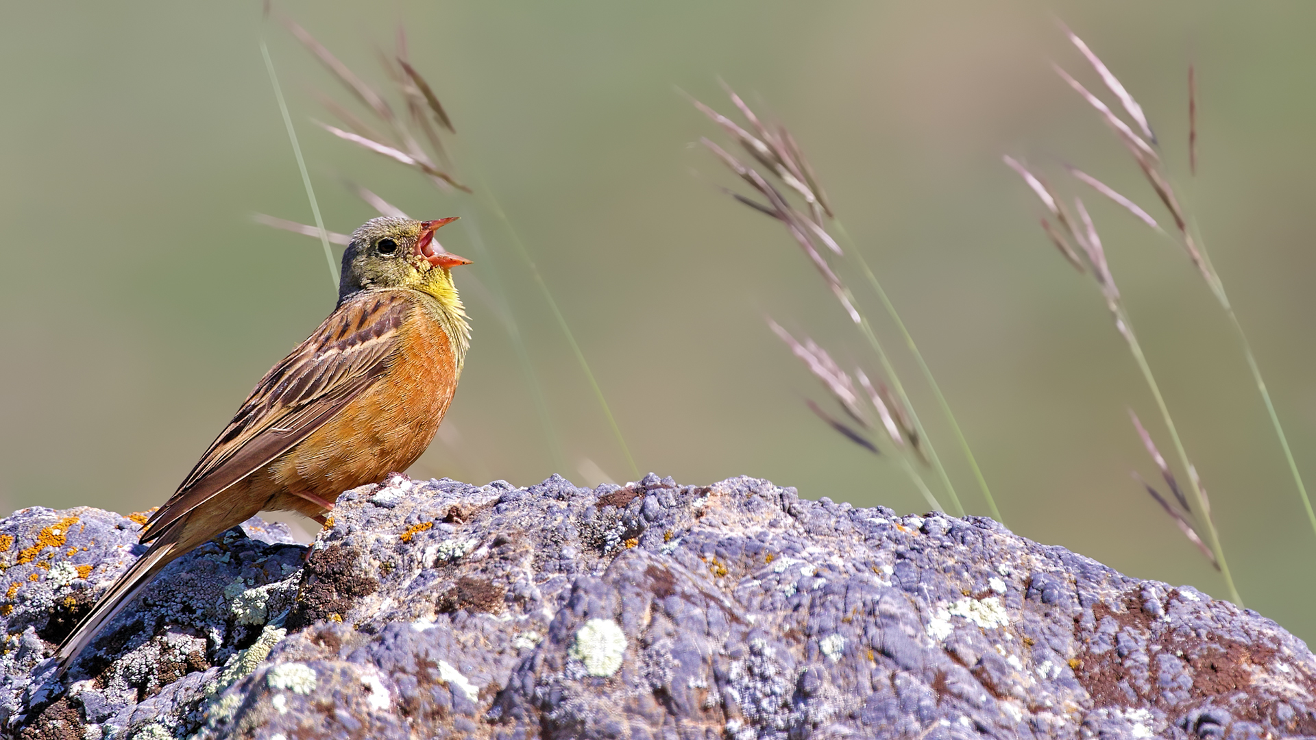Ortolan Bunting