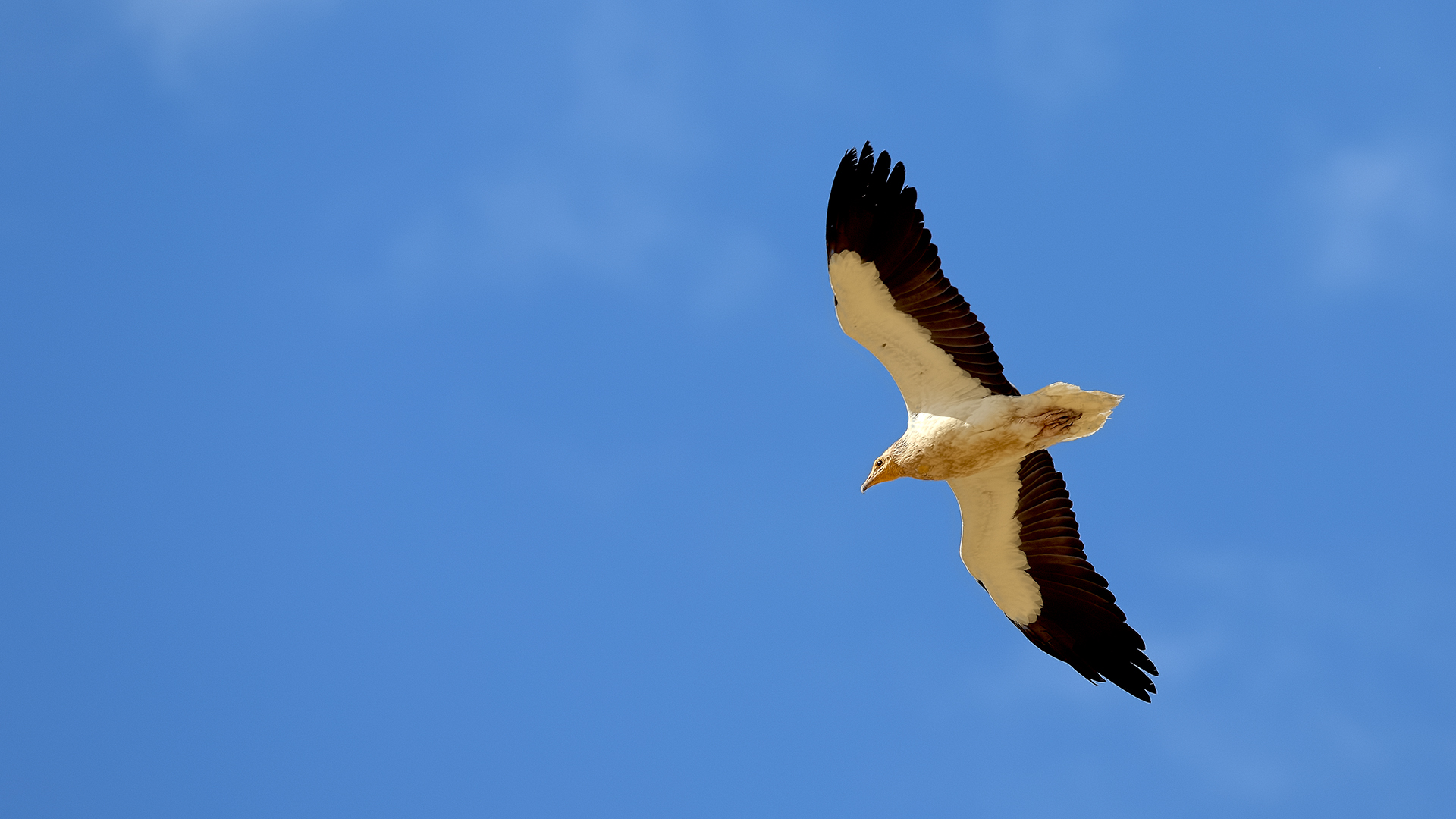 Egyptian Vulture