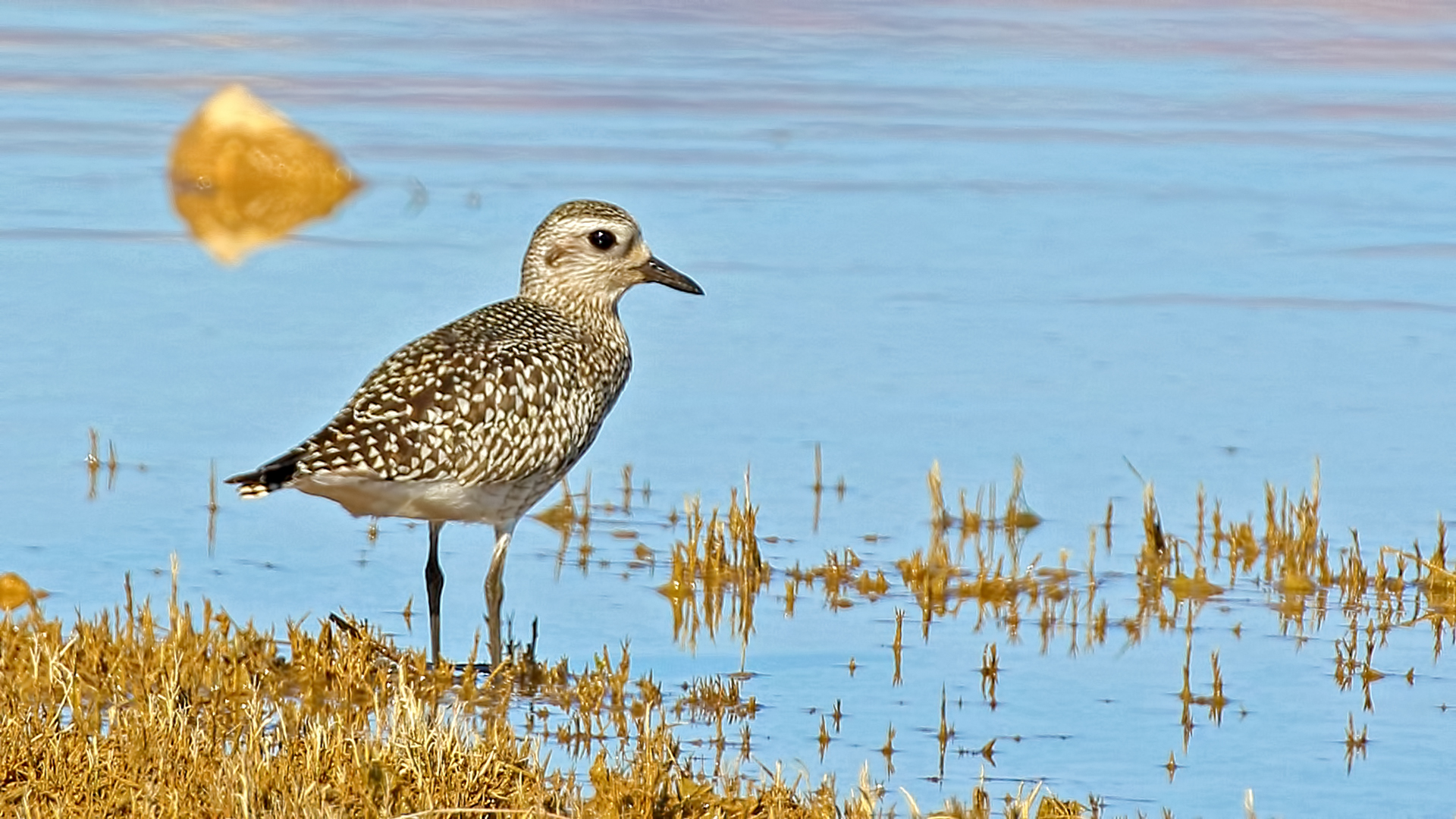 Black-bellied Plover — Ana fotoğraf