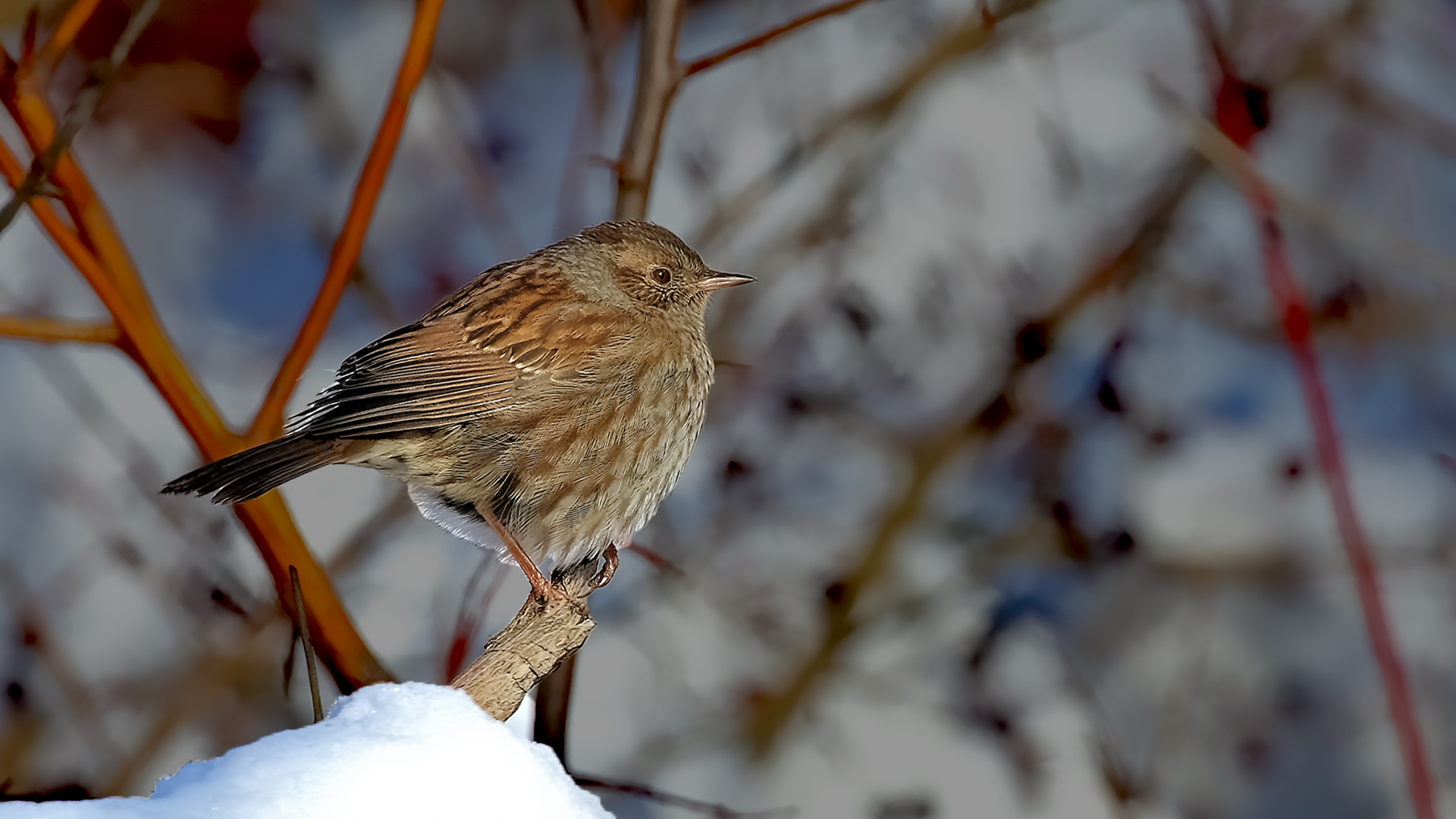 Dunnock