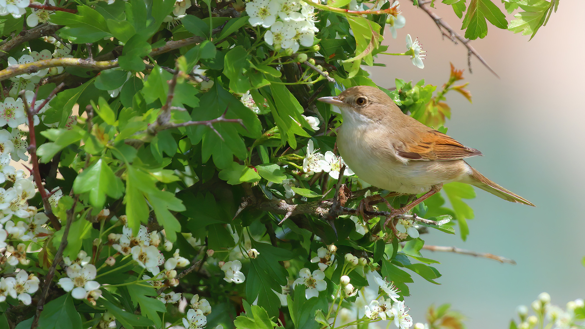 Greater Whitethroat