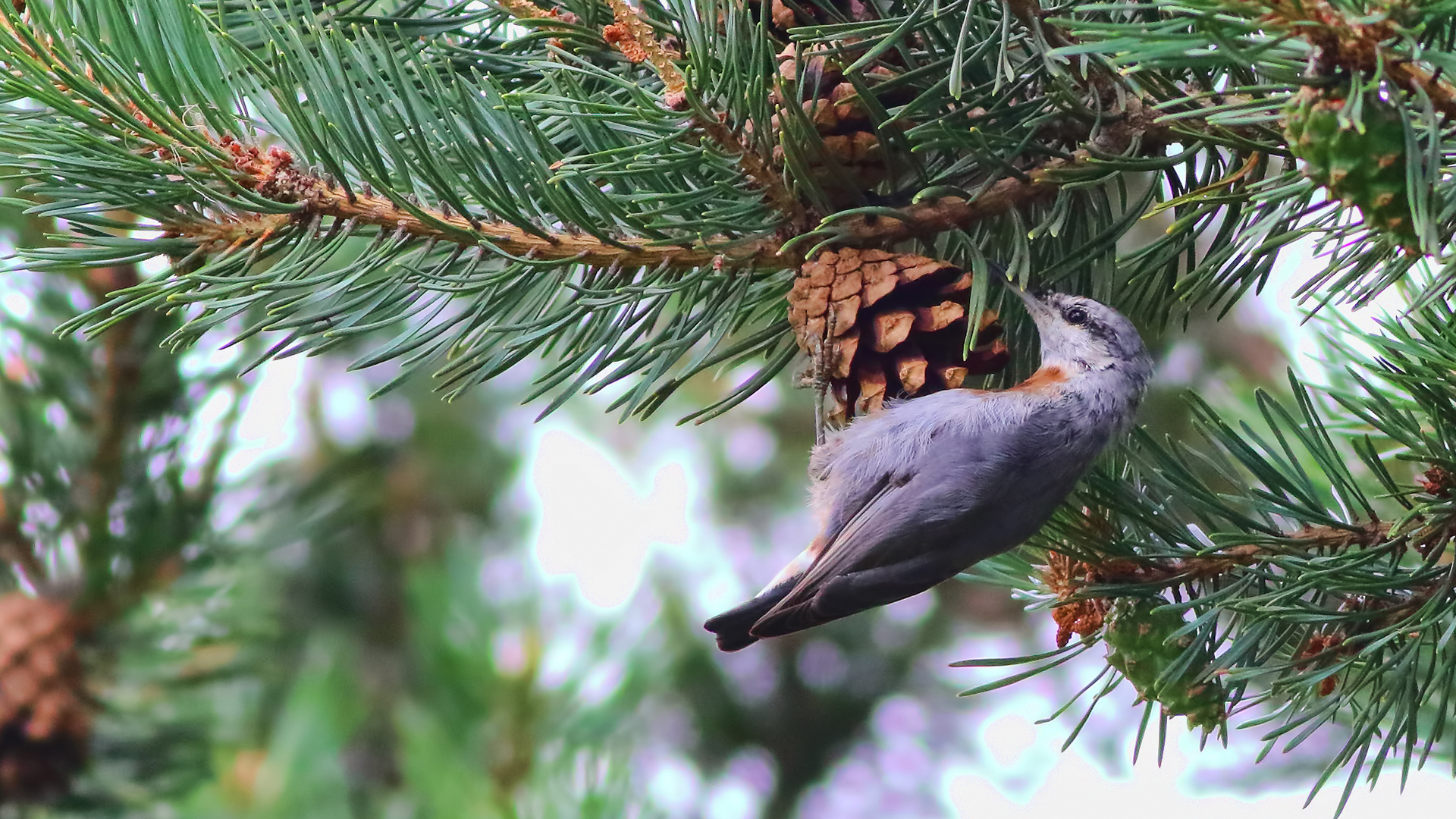 Krüper's Nuthatch — Ana fotoğraf