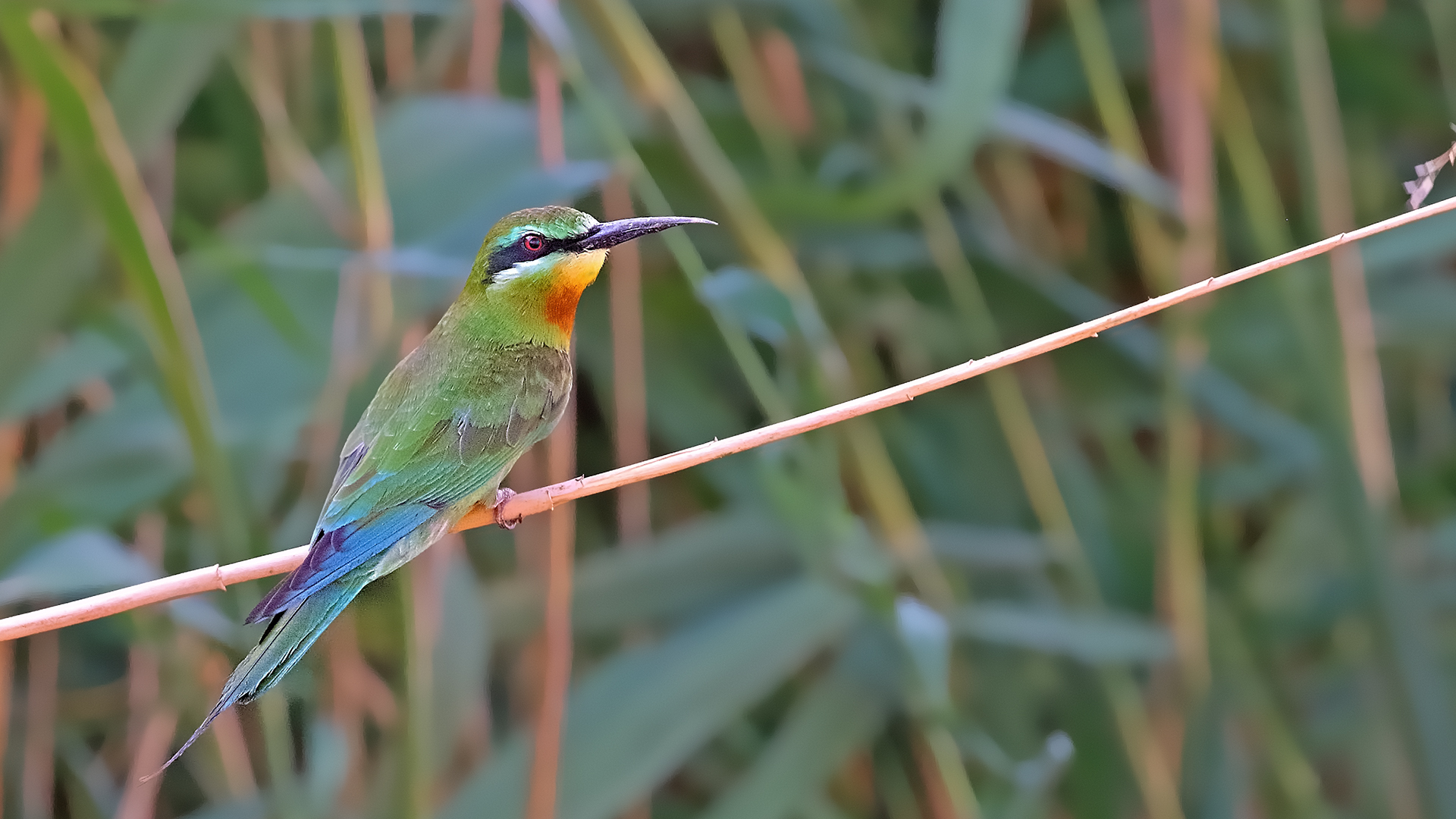 Blue-cheeked Bee-eater — Ana fotoğraf