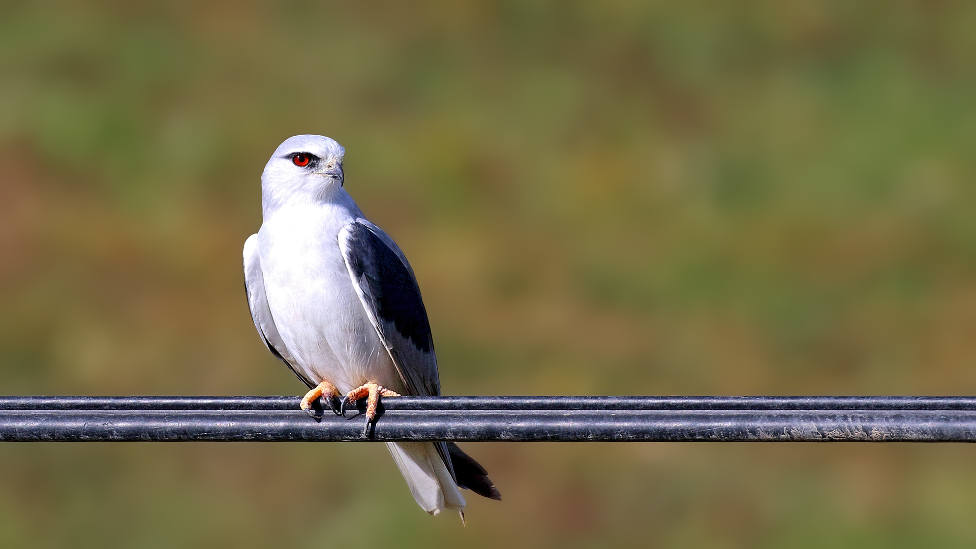 Black-winged Kite