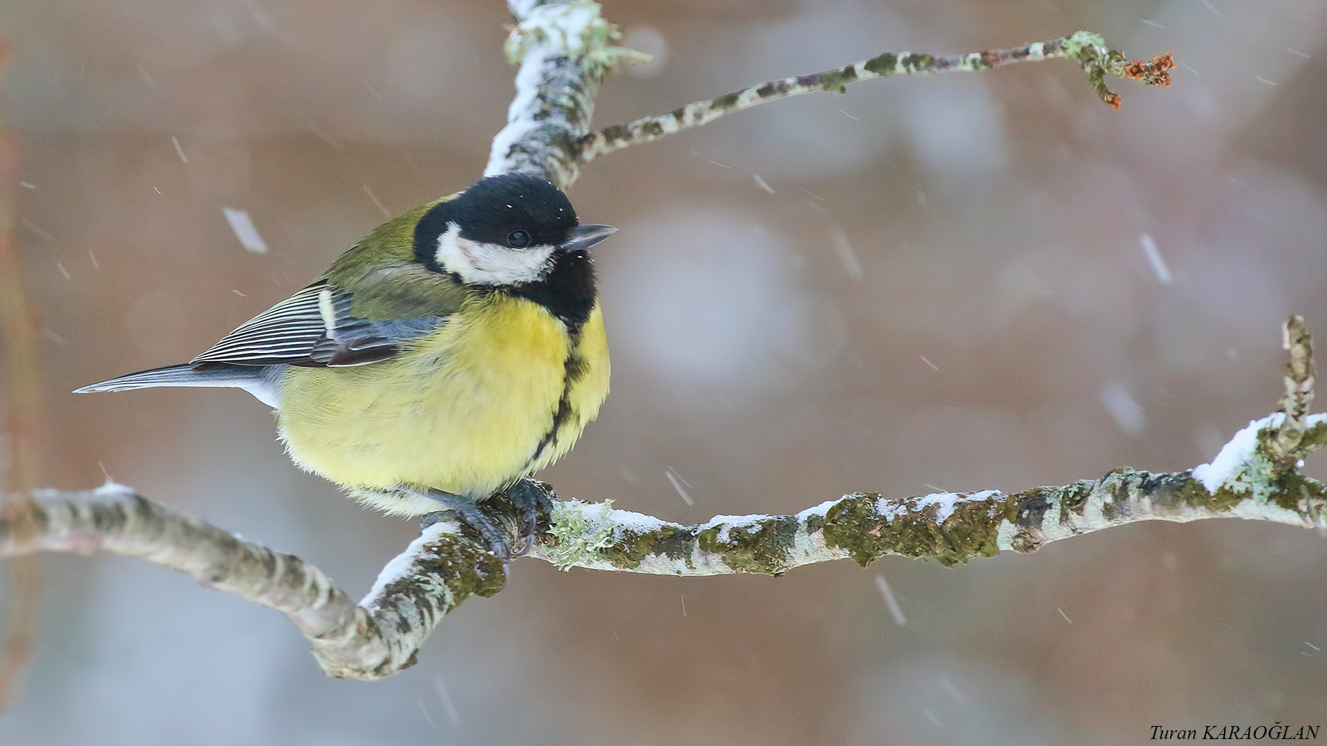 Great Tit — Ana fotoğraf