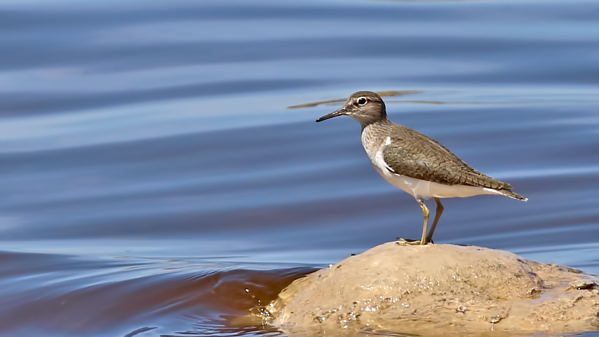 Common Sandpiper