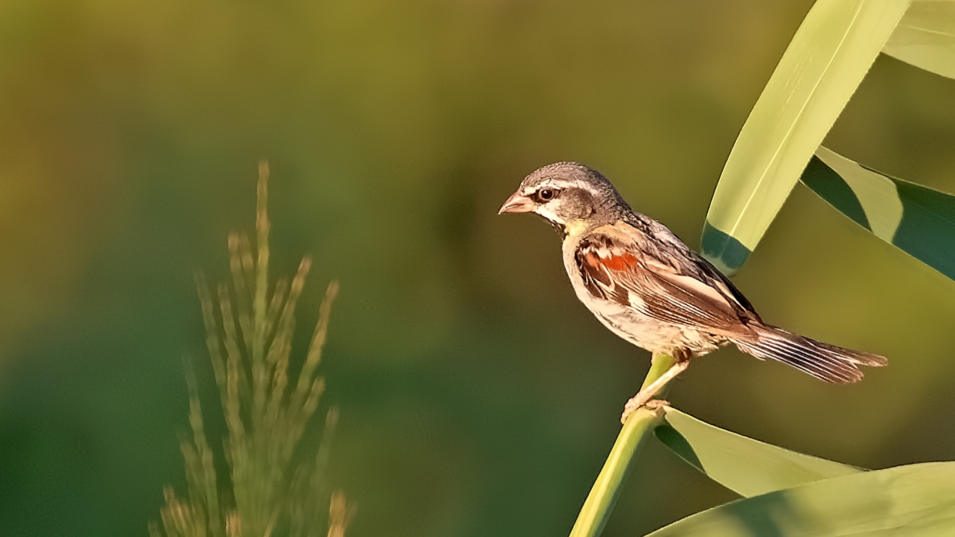 Dead Sea Sparrow