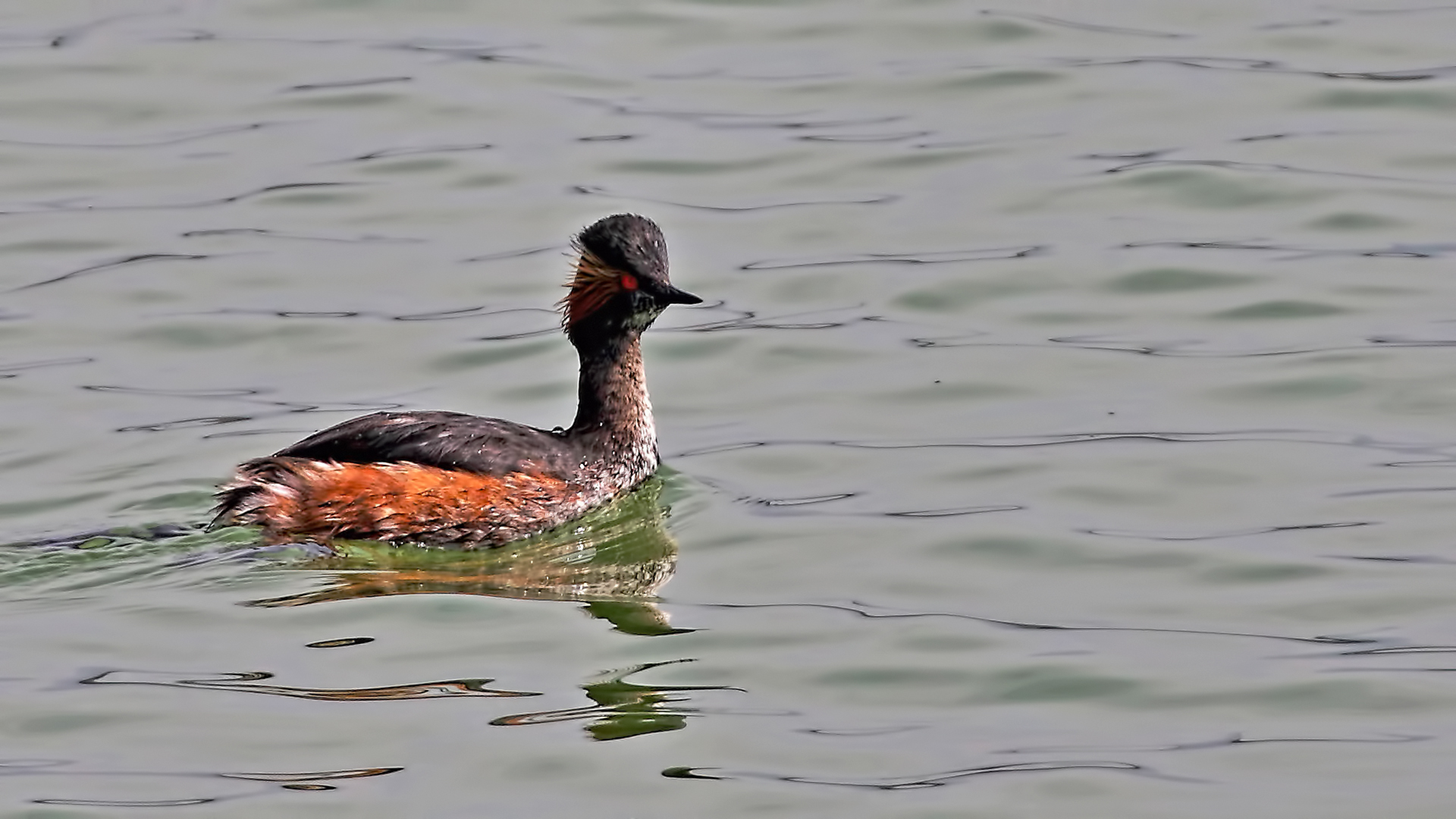 Eared Grebe