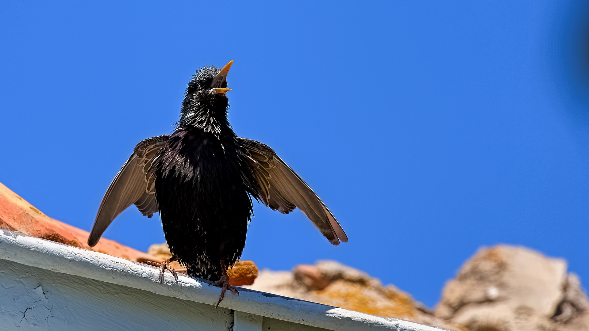 European Starling — Ana fotoğraf