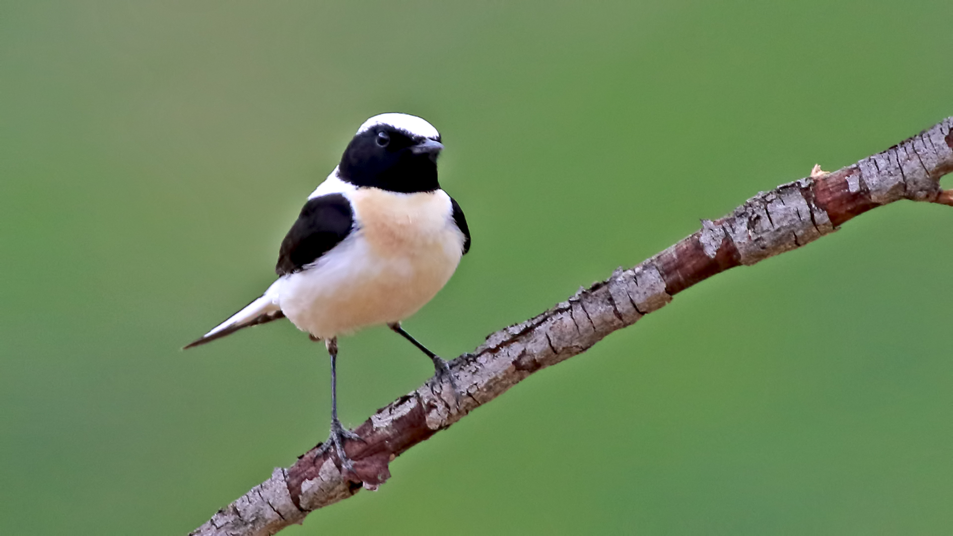 Black-eared Wheatear