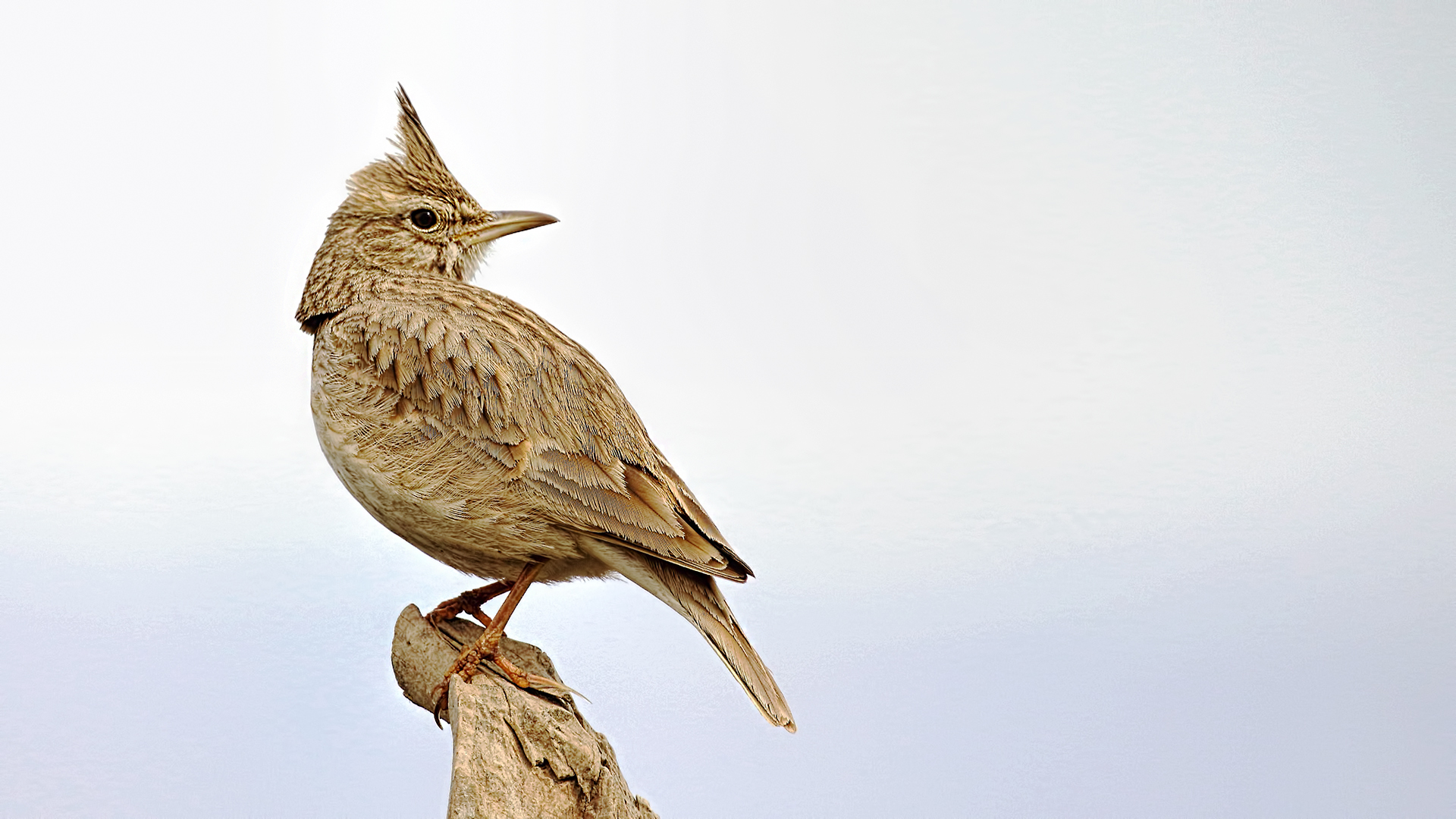 Crested Lark