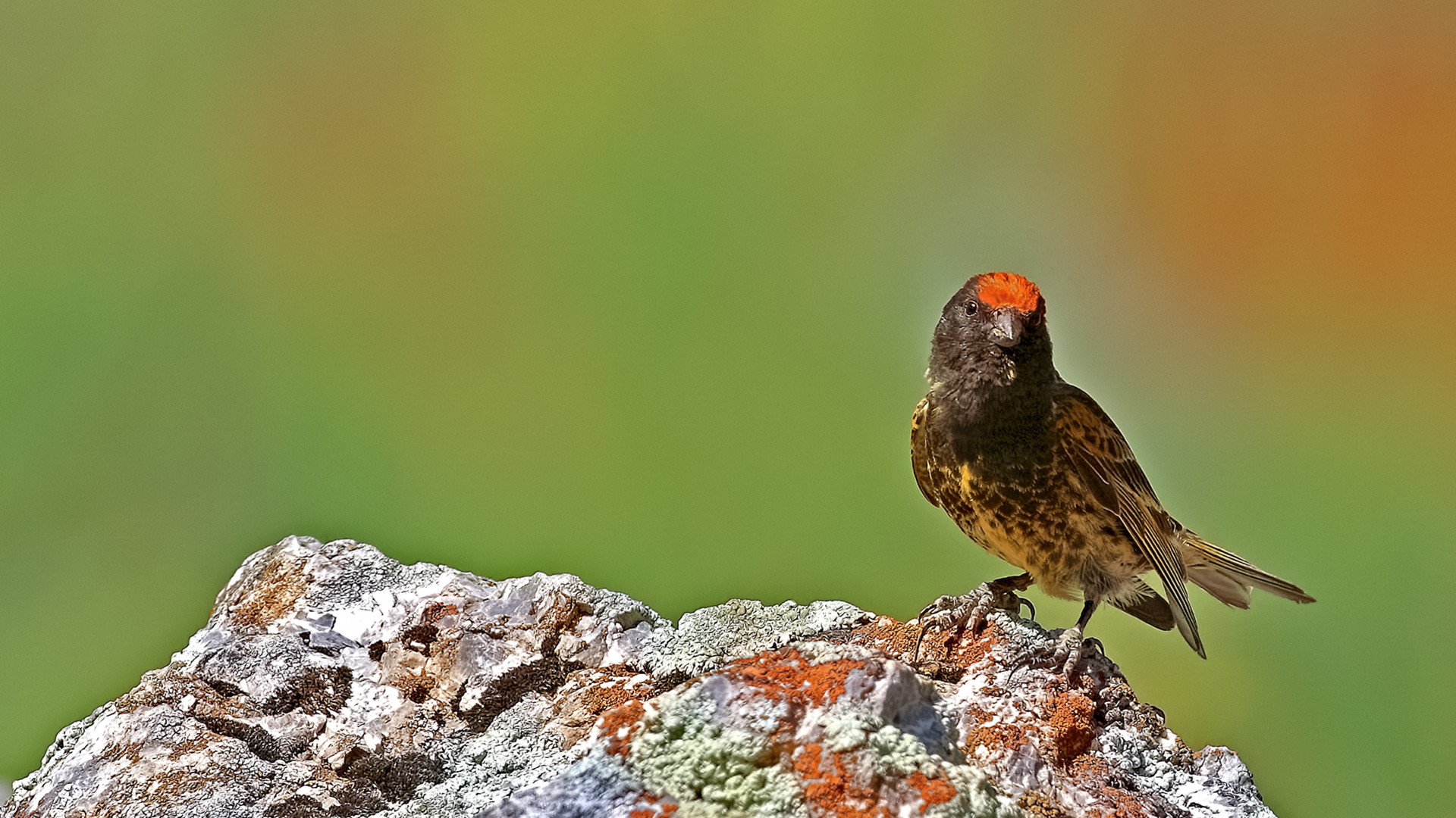 Fire-fronted Serin — Ana fotoğraf