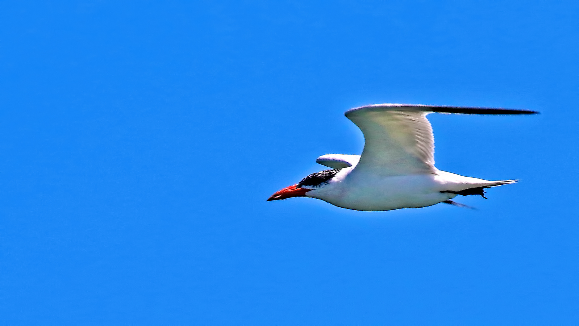 Caspian Tern