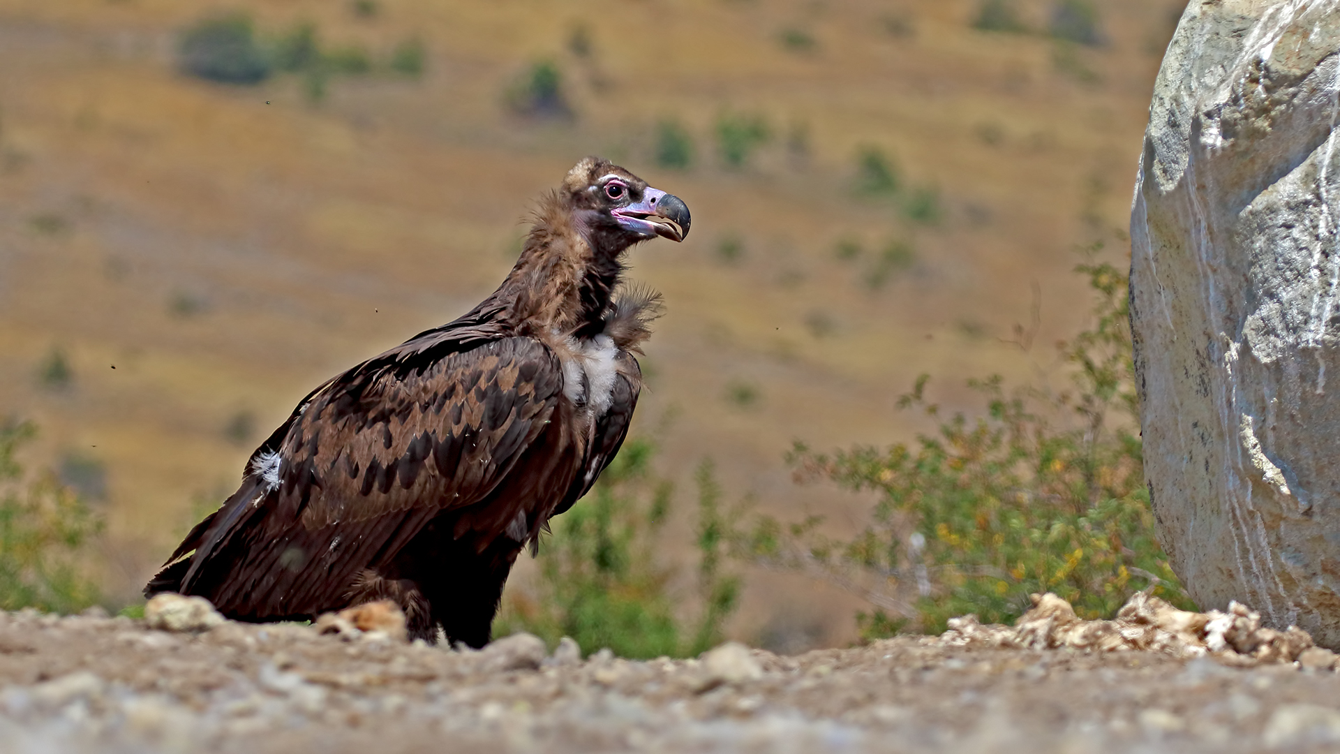 Cinereous Vulture — Ana fotoğraf