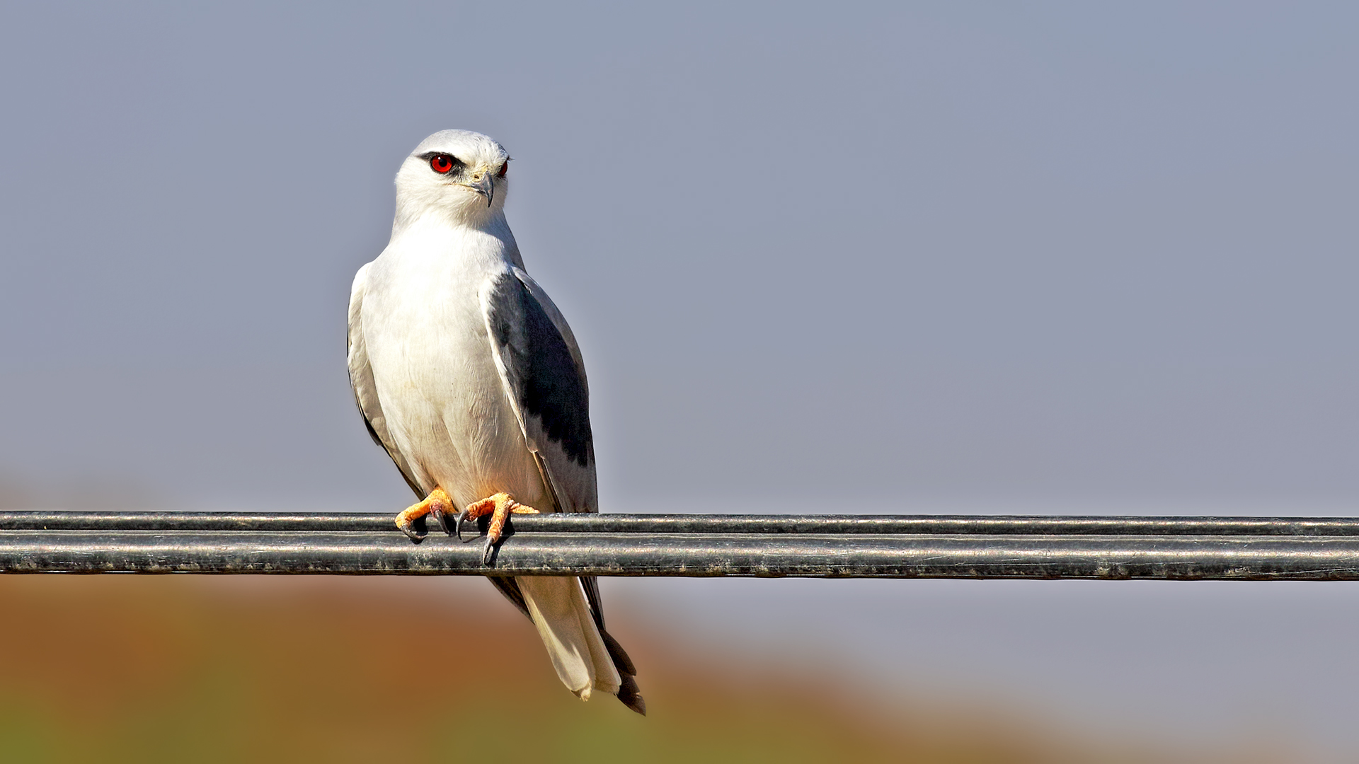 Black-winged Kite — Ana fotoğraf